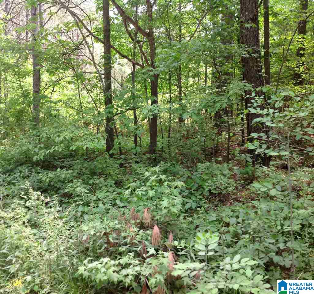 0 County Road 697 Muscadine, AL 36269 - Photo 6 of 8