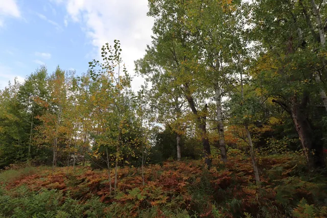 $79,900 | 828-xx White Birch Road, Port Wing, WI 54865