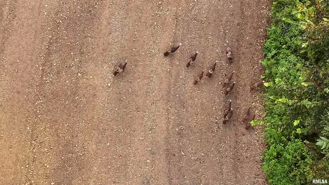 $1,715,500 | 1669 Sherwood Road, Dahinda, IL 61428