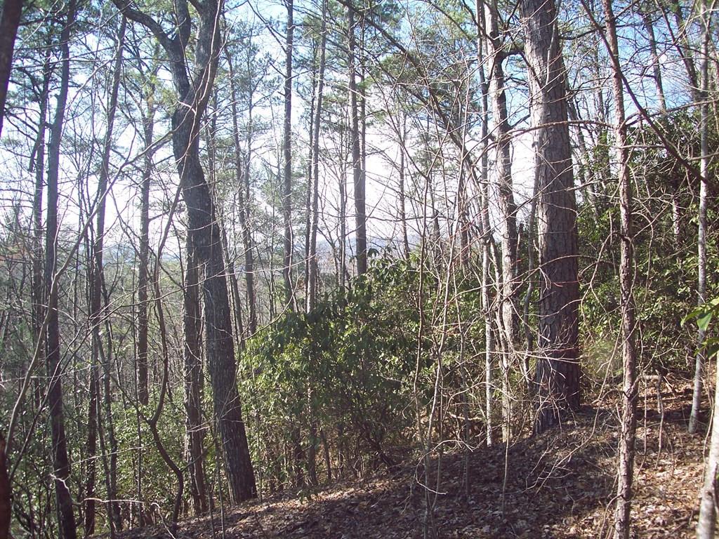 5 Long Branch Road Marble, NC 28905 - Photo 21 of 23