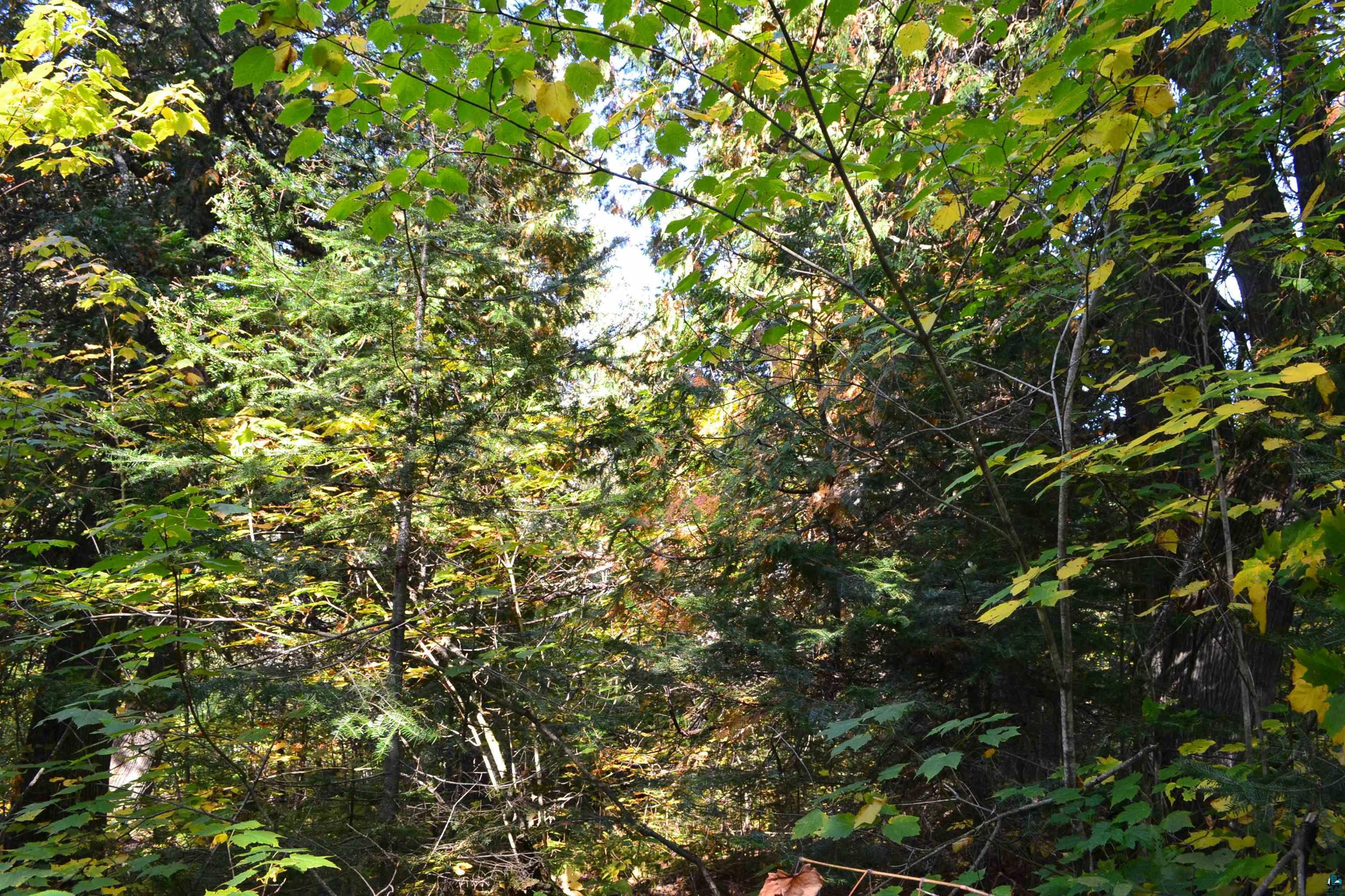 1 X Ward Lake Road Lutsen, MN 55612 - Photo 11 of 50 Gallery Image 11