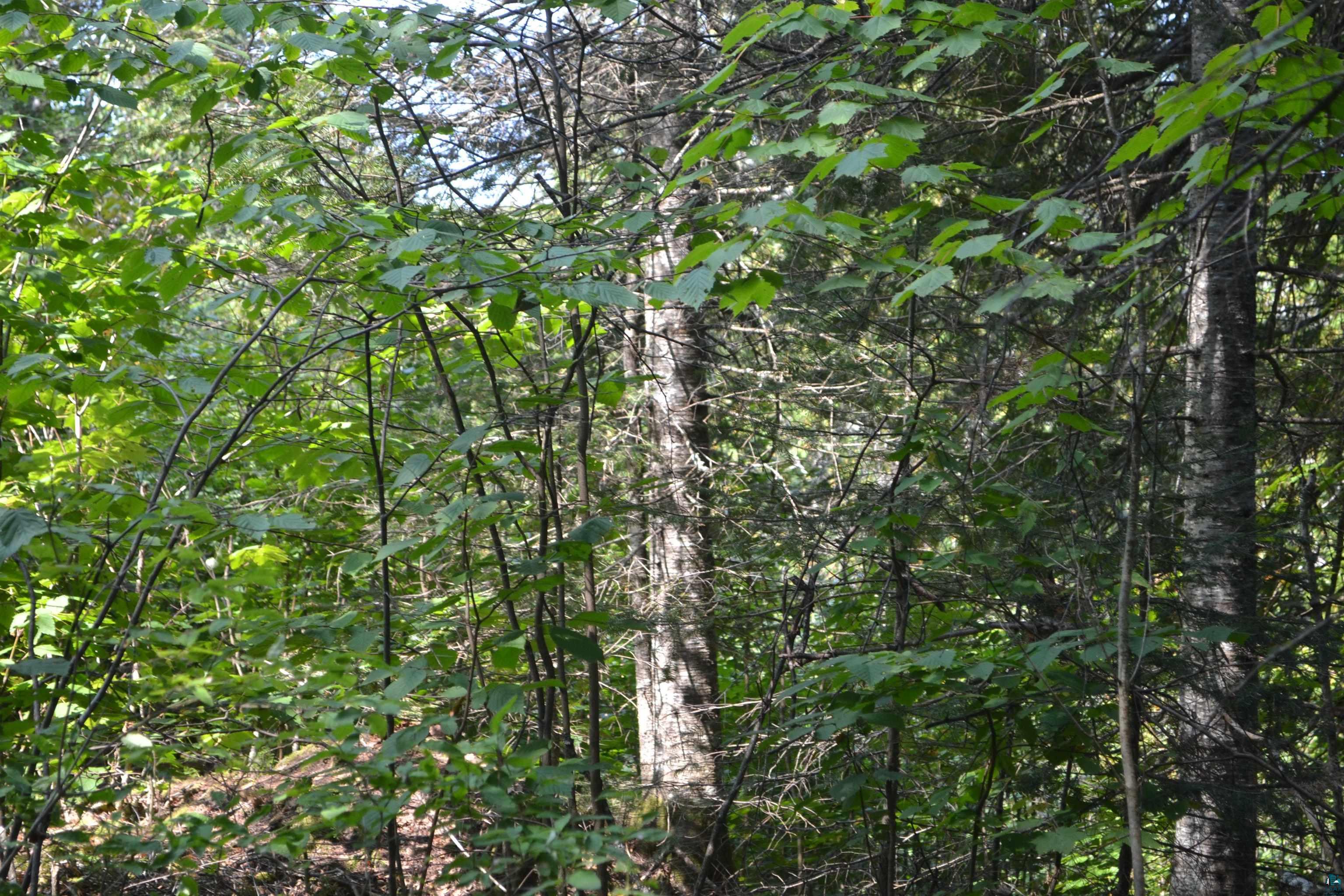 1 X Ward Lake Road Lutsen, MN 55612 - Photo 17 of 50 Gallery Image 17