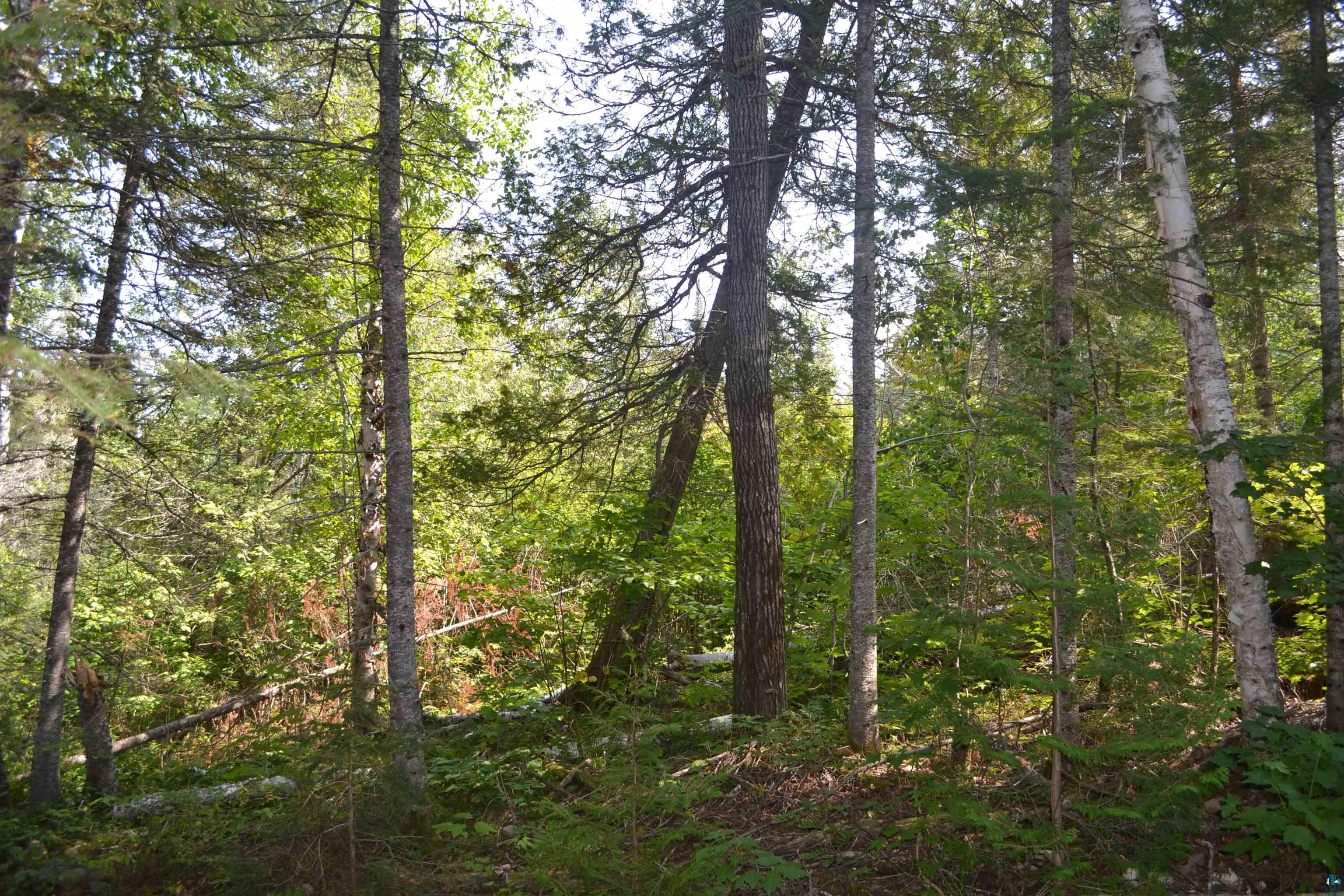 1 X Ward Lake Road Lutsen, MN 55612 - Photo 19 of 50 Gallery Image 19