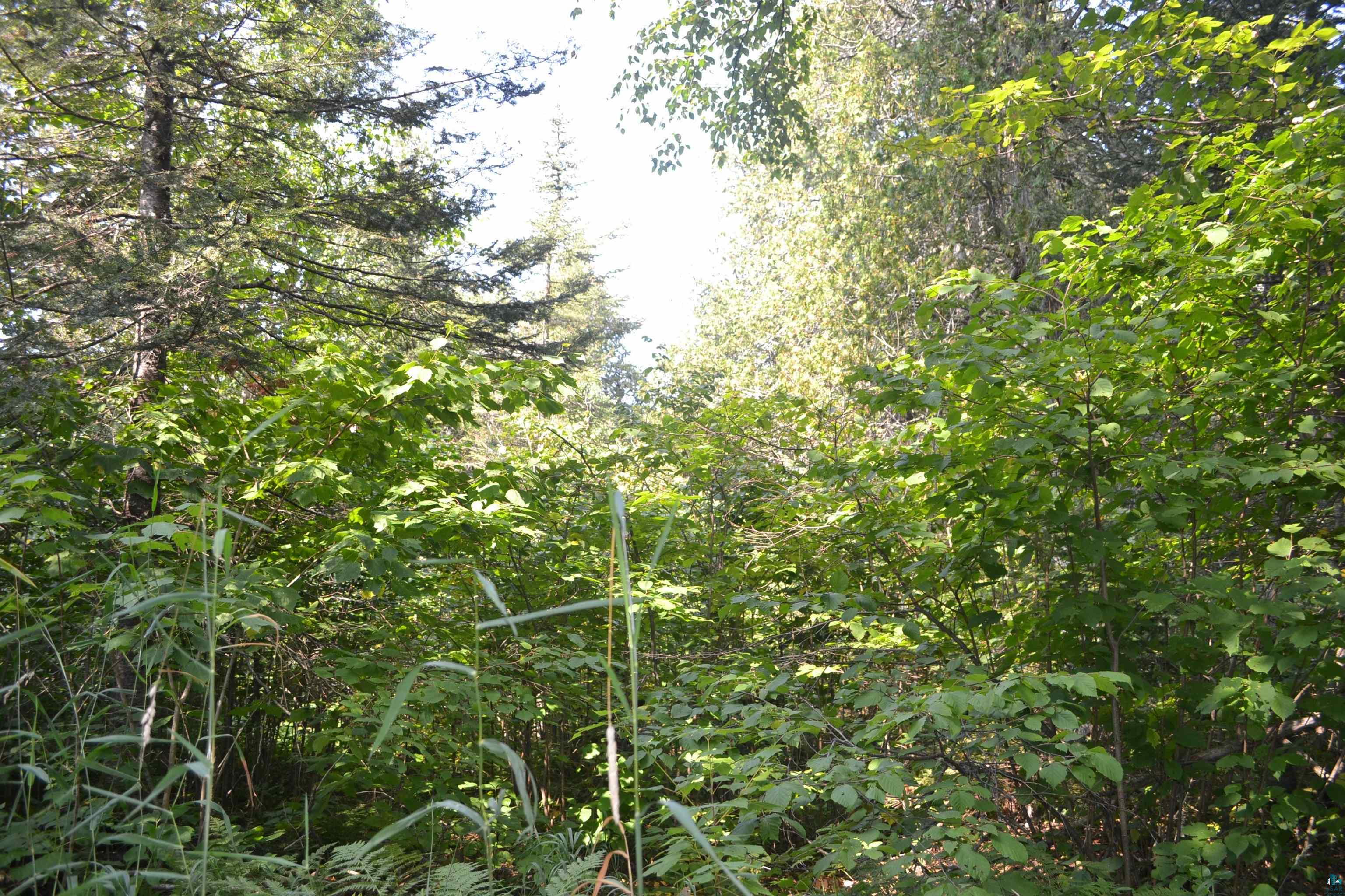 1 X Ward Lake Road Lutsen, MN 55612 - Photo 20 of 50 Gallery Image 20