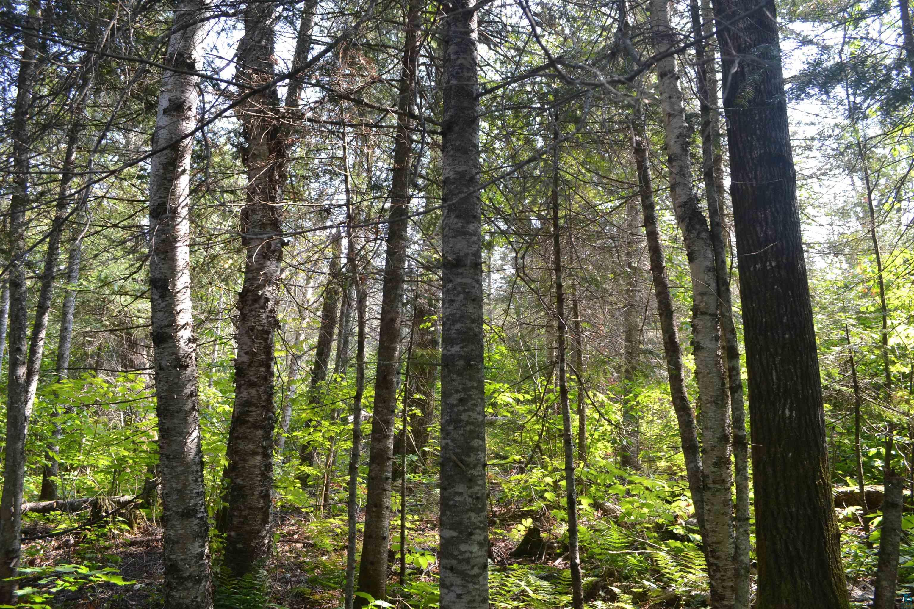 1 X Ward Lake Road Lutsen, MN 55612 - Photo 21 of 50 Gallery Image 21