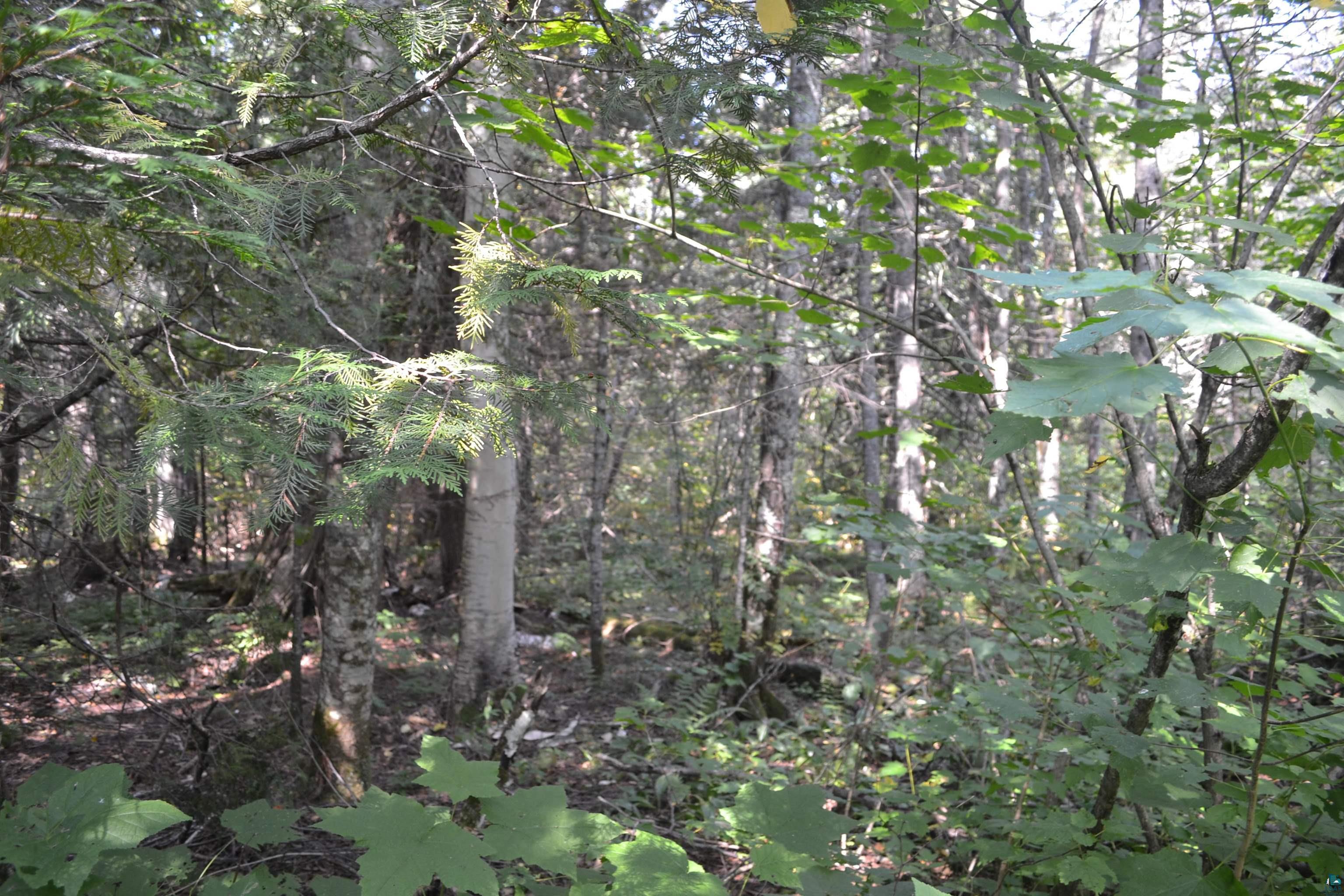 1 X Ward Lake Road Lutsen, MN 55612 - Photo 22 of 50 Gallery Image 22