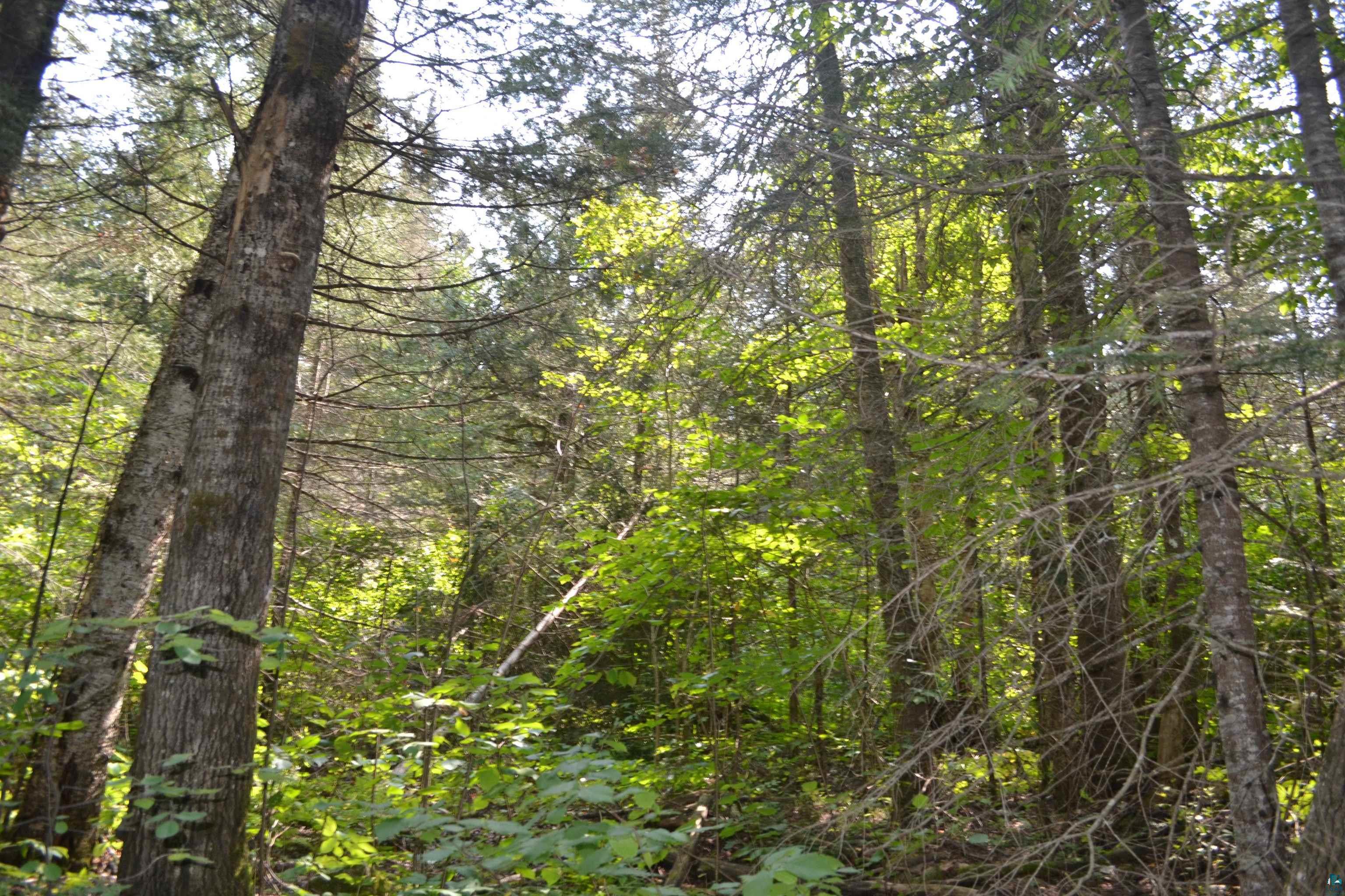 1 X Ward Lake Road Lutsen, MN 55612 - Photo 23 of 50 Gallery Image 23