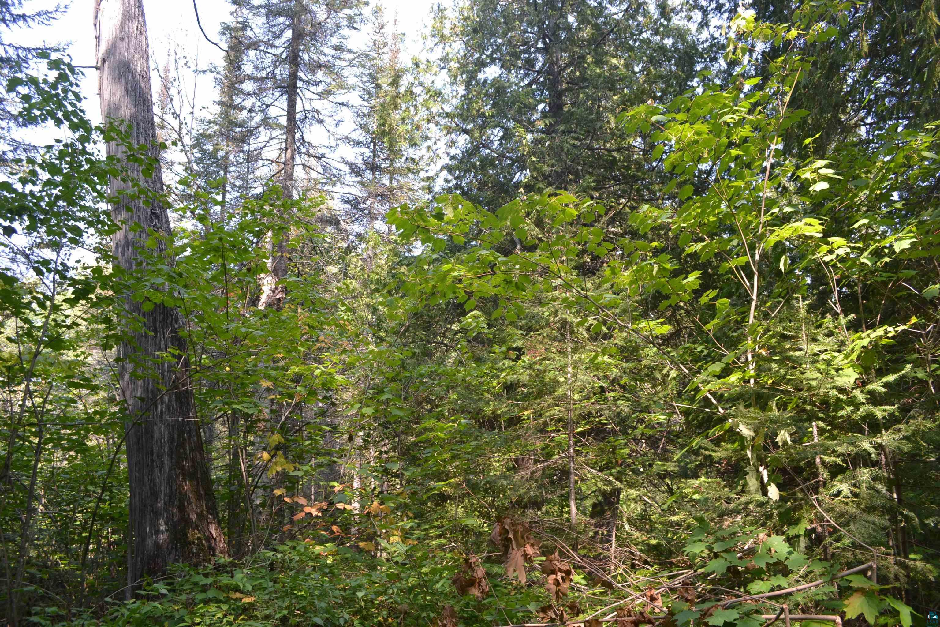 1 X Ward Lake Road Lutsen, MN 55612 - Photo 24 of 50 Gallery Image 24