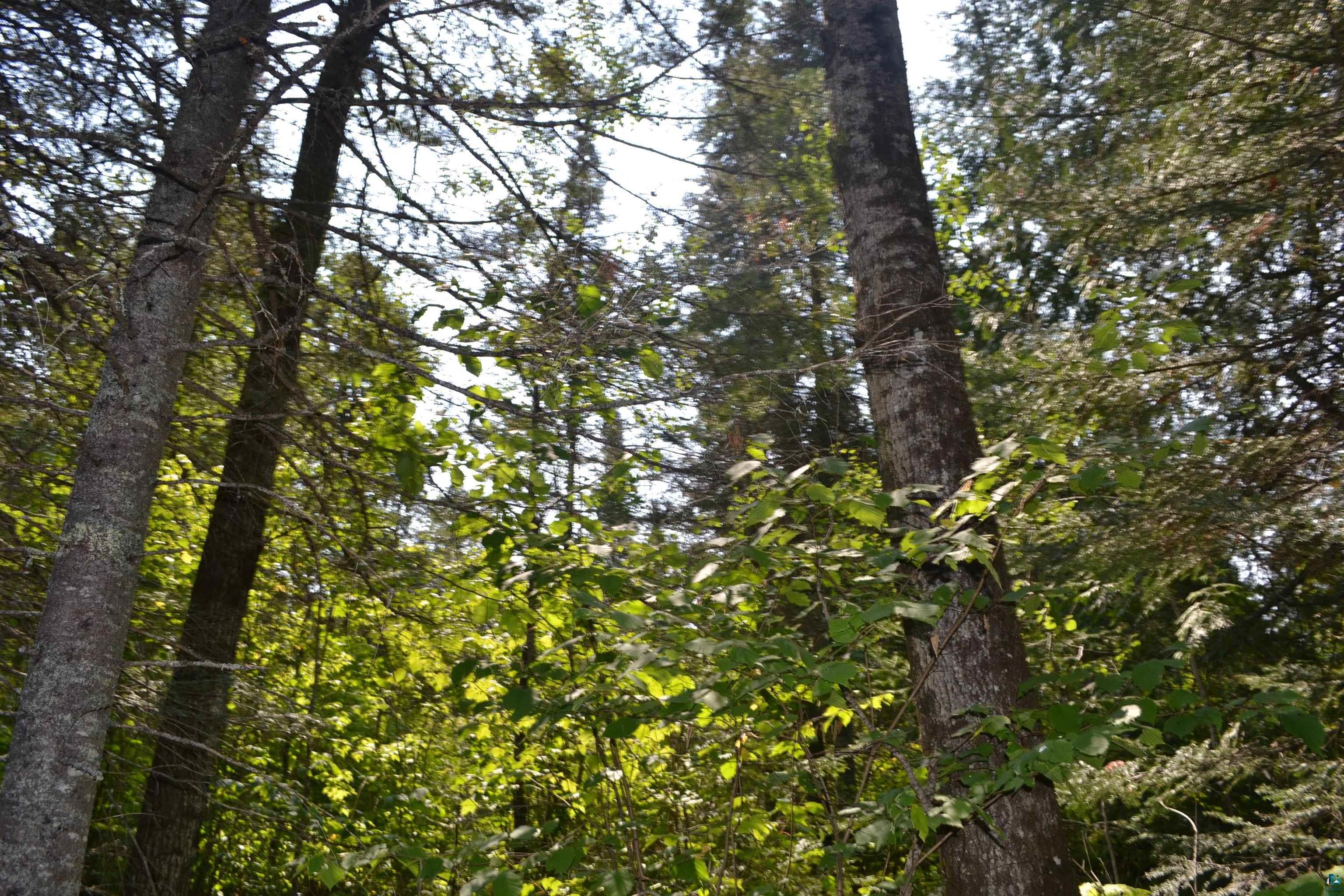 1 X Ward Lake Road Lutsen, MN 55612 - Photo 25 of 50 Gallery Image 25