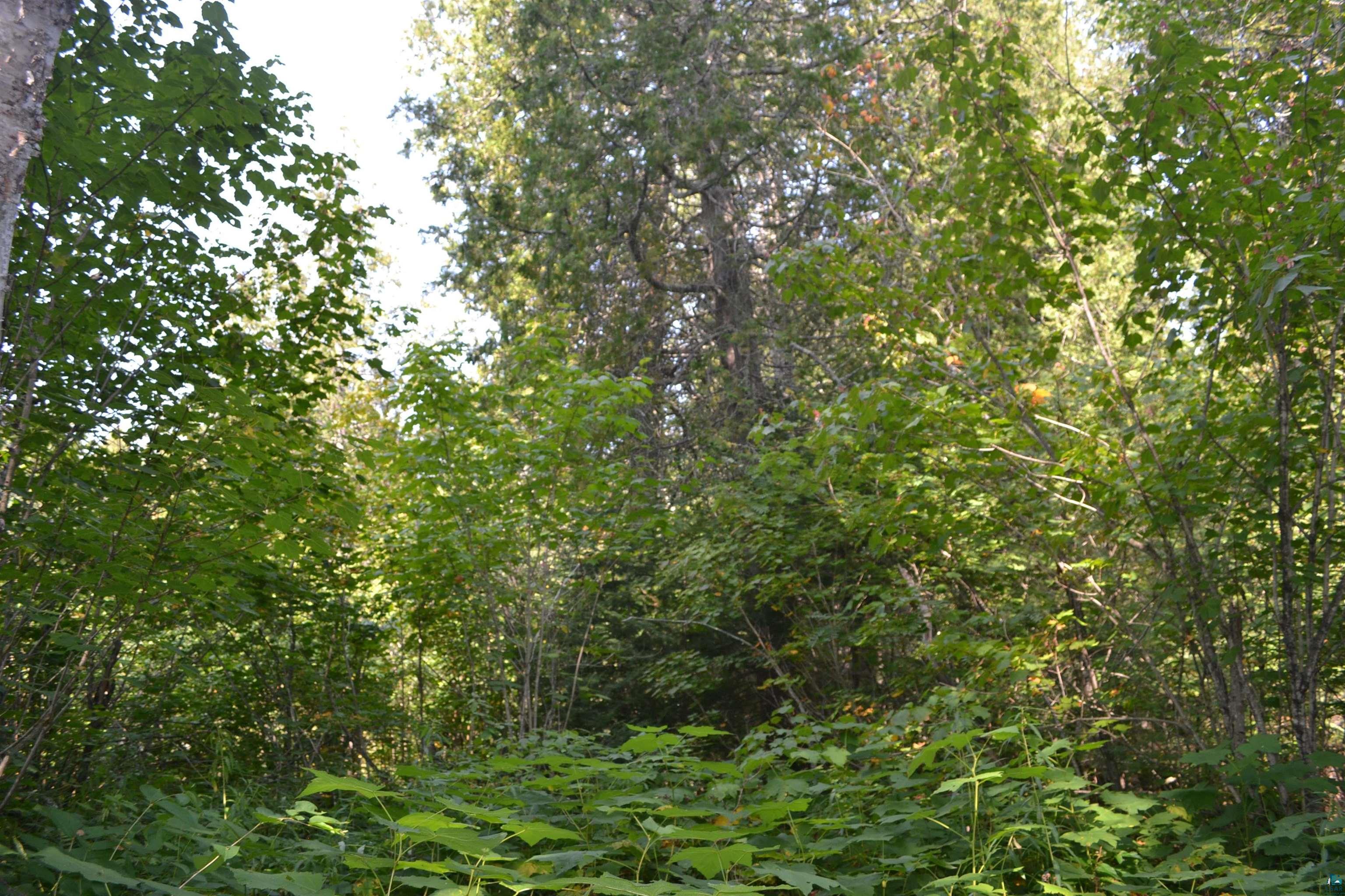 1 X Ward Lake Road Lutsen, MN 55612 - Photo 26 of 50 Gallery Image 26