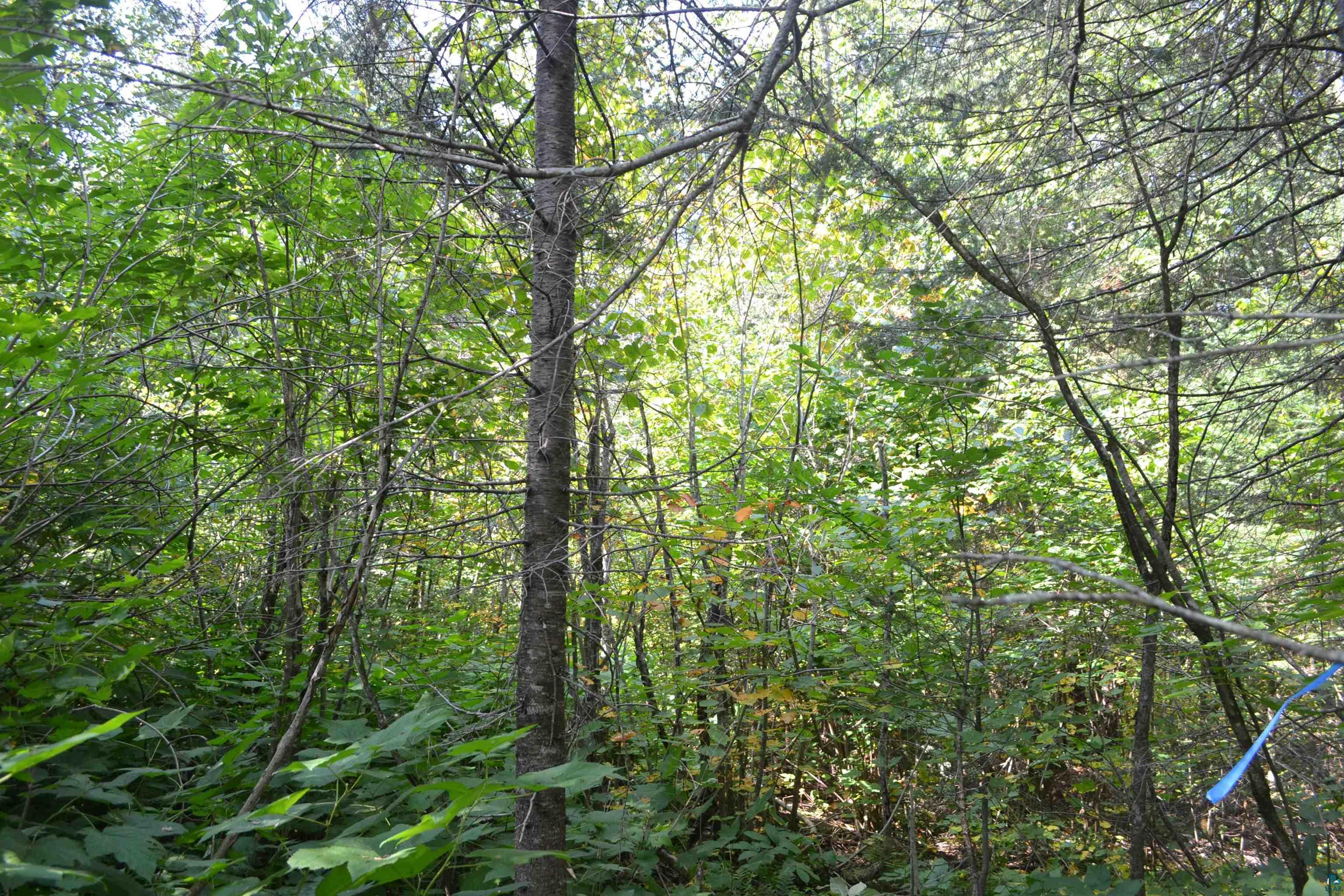 1 X Ward Lake Road Lutsen, MN 55612 - Photo 27 of 50 Gallery Image 27