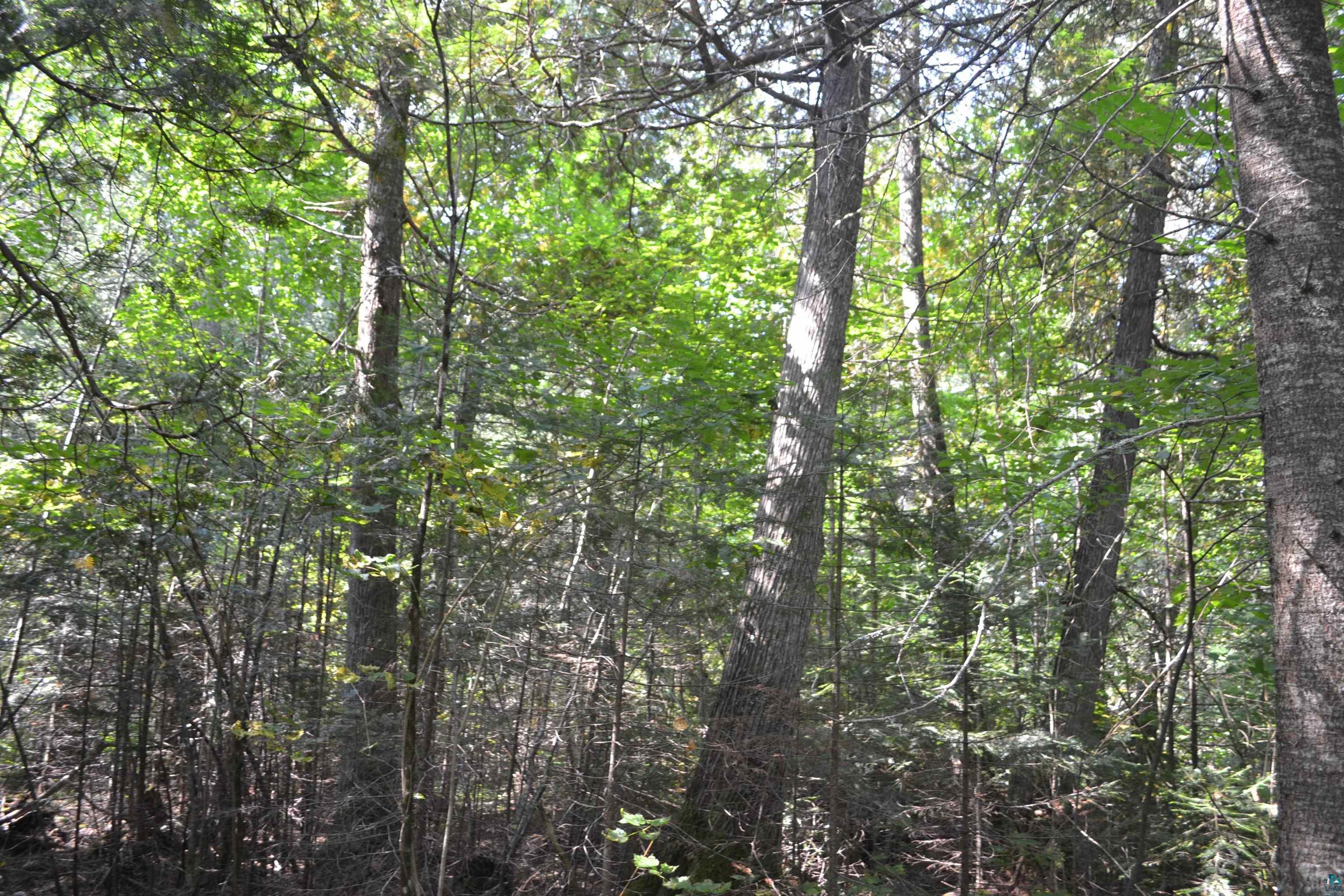 1 X Ward Lake Road Lutsen, MN 55612 - Photo 30 of 50 Gallery Image 30