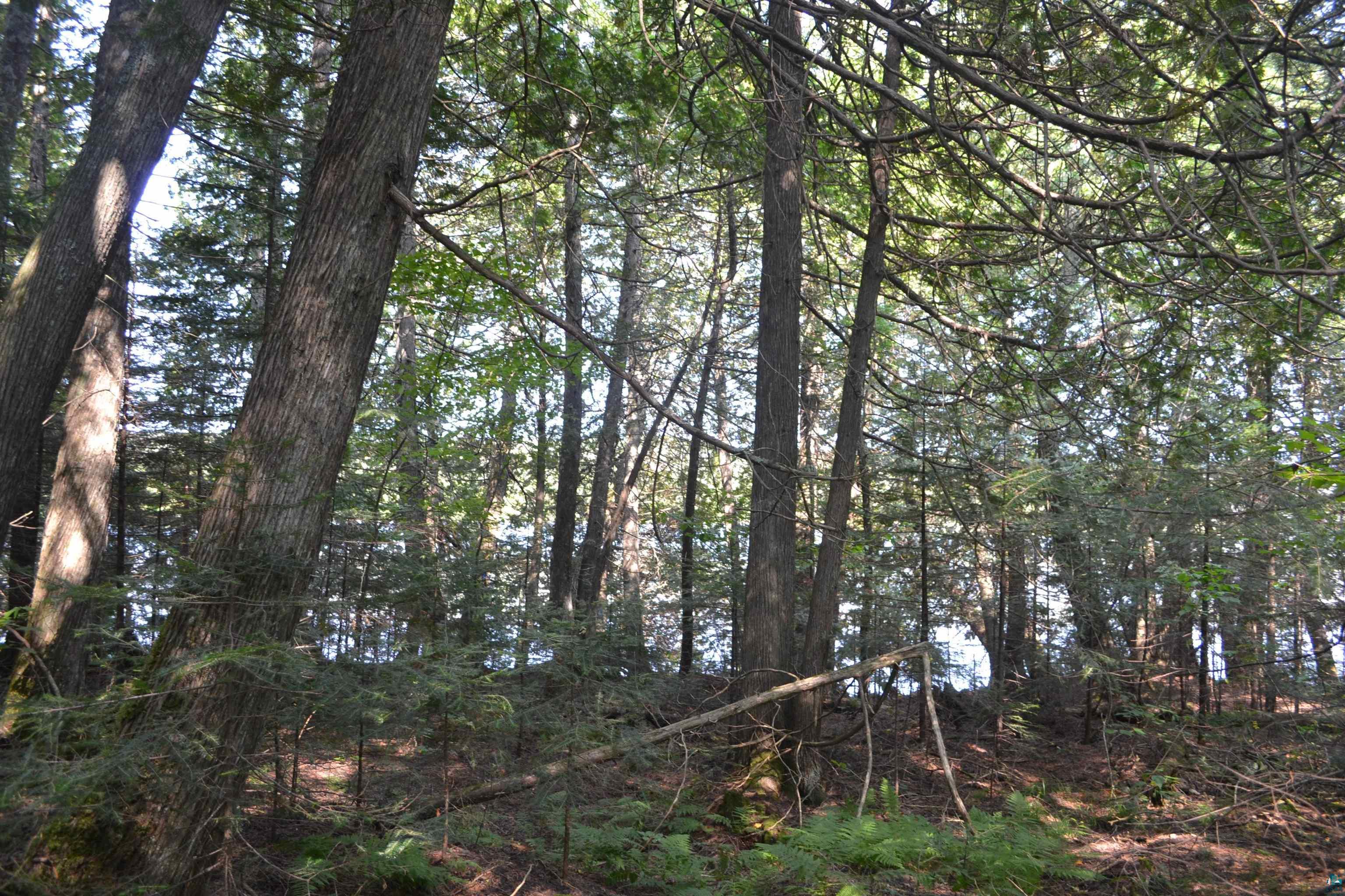 1 X Ward Lake Road Lutsen, MN 55612 - Photo 33 of 50 Gallery Image 33
