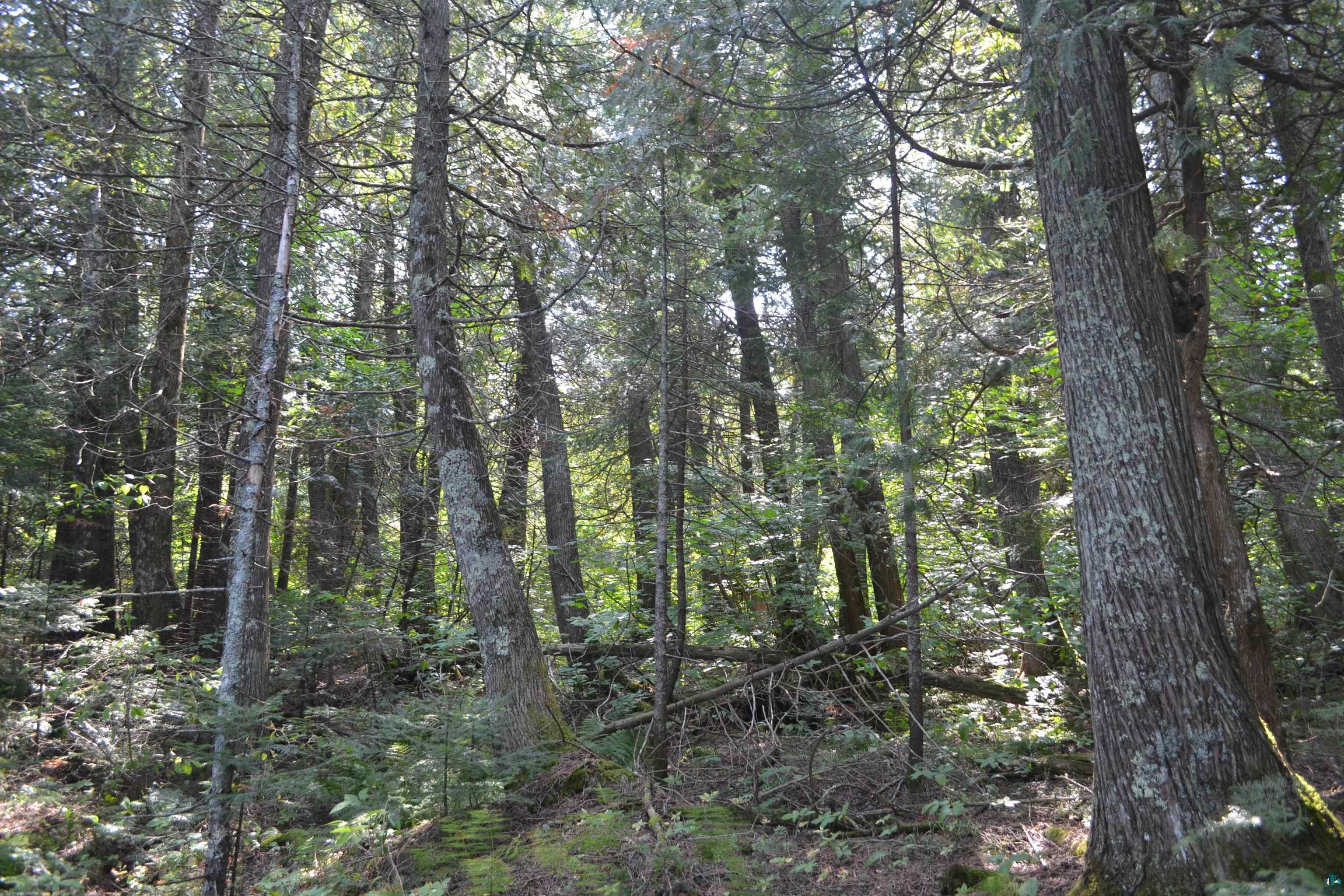 1 X Ward Lake Road Lutsen, MN 55612 - Photo 40 of 50 Gallery Image 40