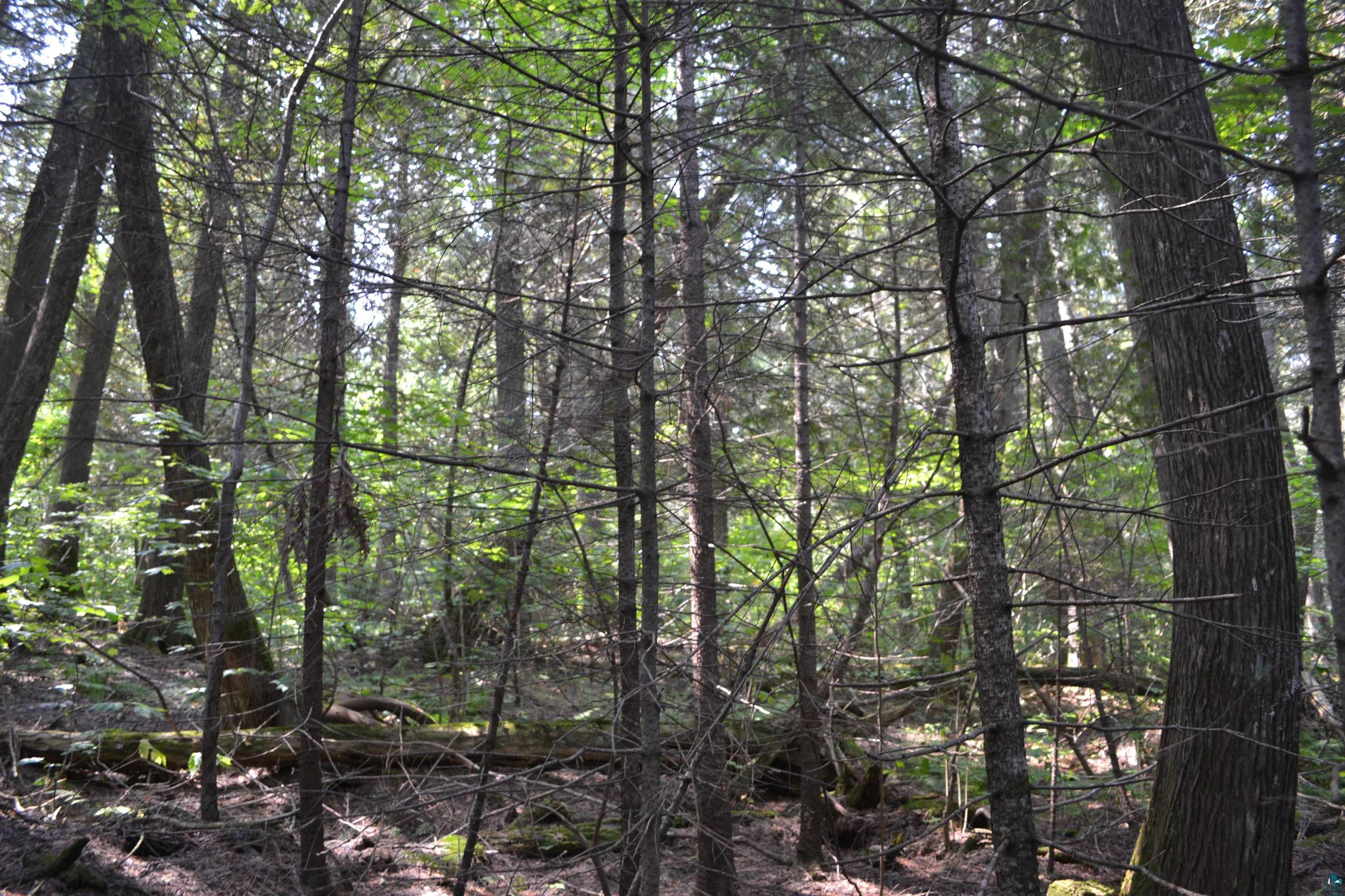 1 X Ward Lake Road Lutsen, MN 55612 - Photo 43 of 50 Gallery Image 43