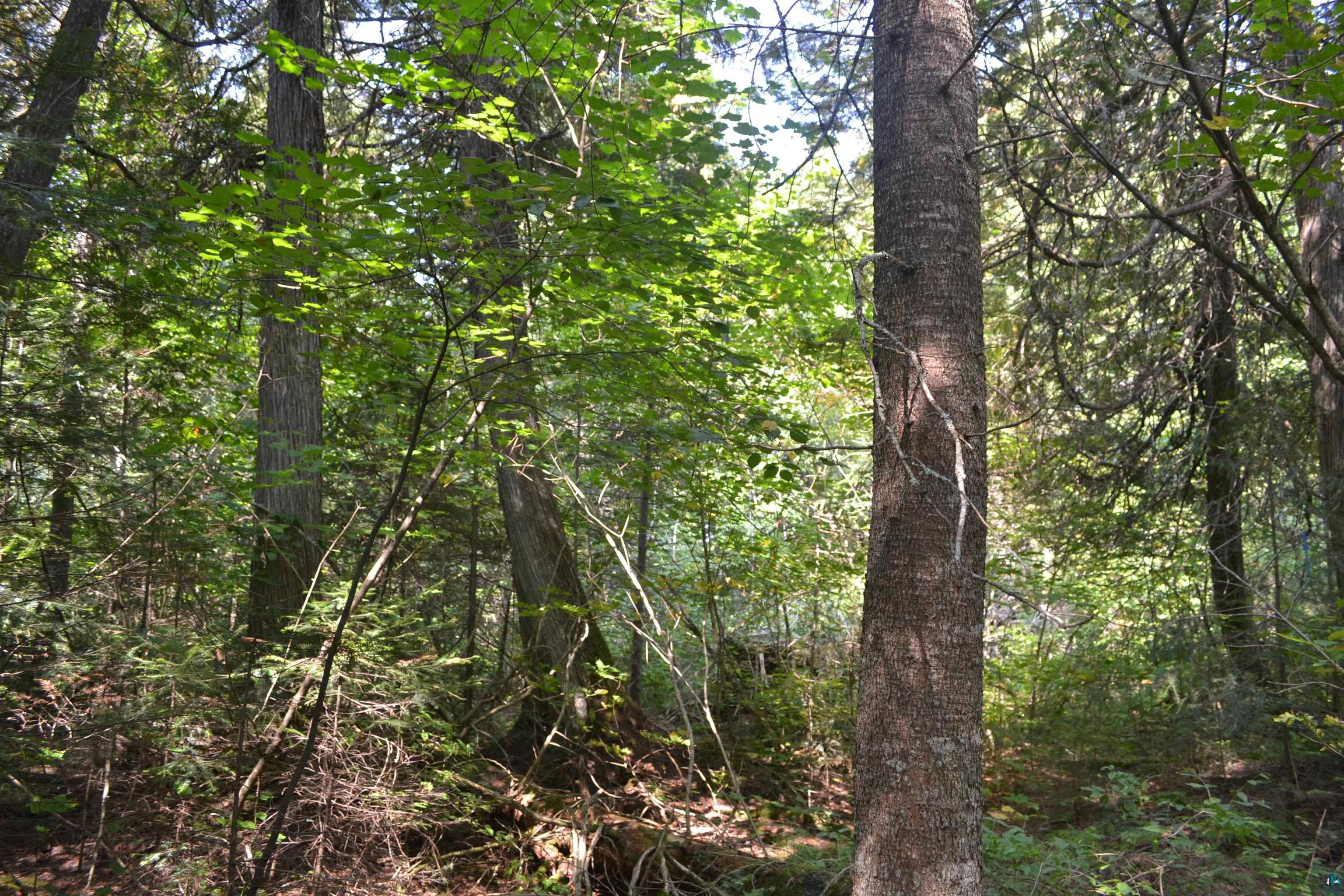 1 X Ward Lake Road Lutsen, MN 55612 - Photo 44 of 50 Gallery Image 44