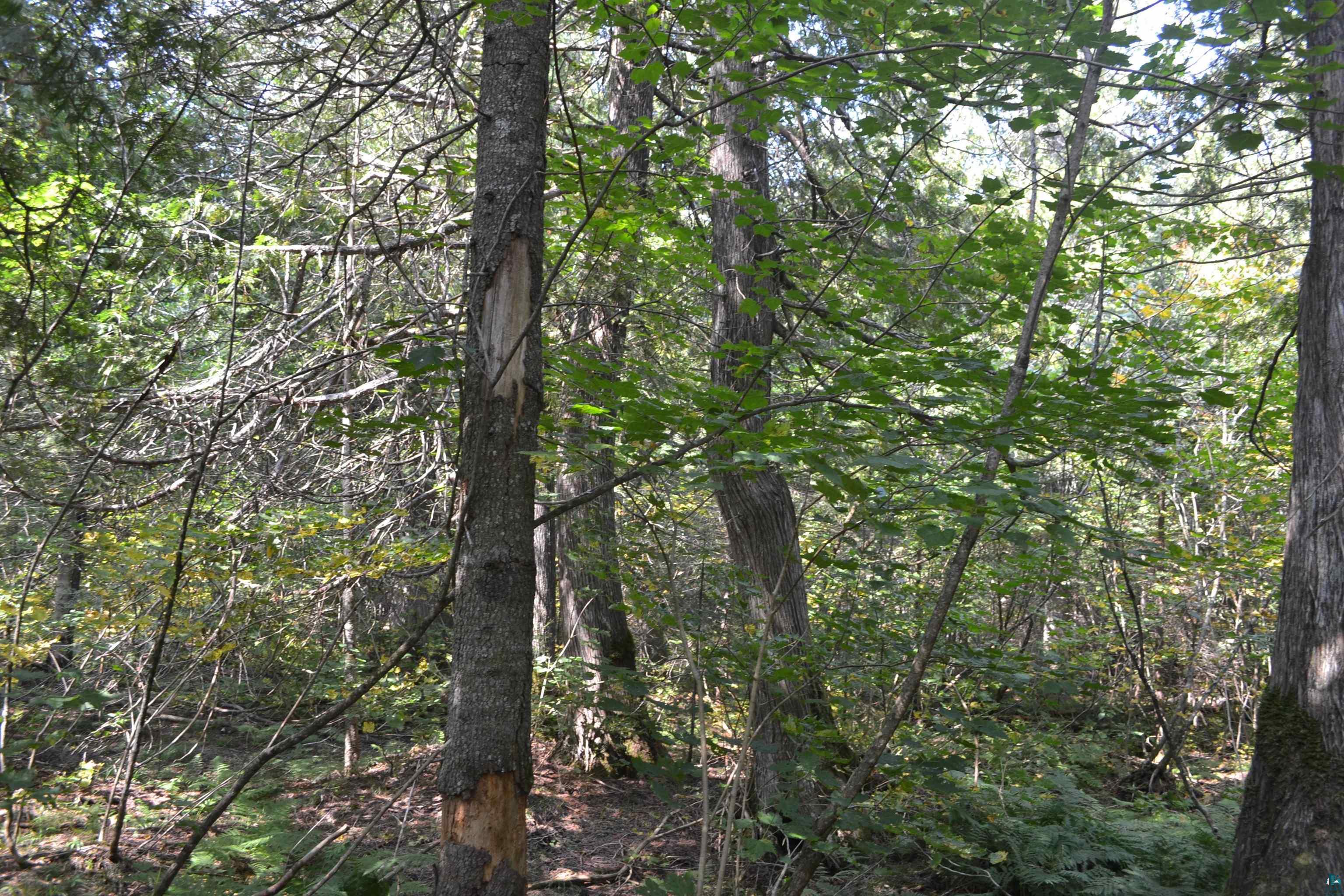 1 X Ward Lake Road Lutsen, MN 55612 - Photo 45 of 50 Gallery Image 45