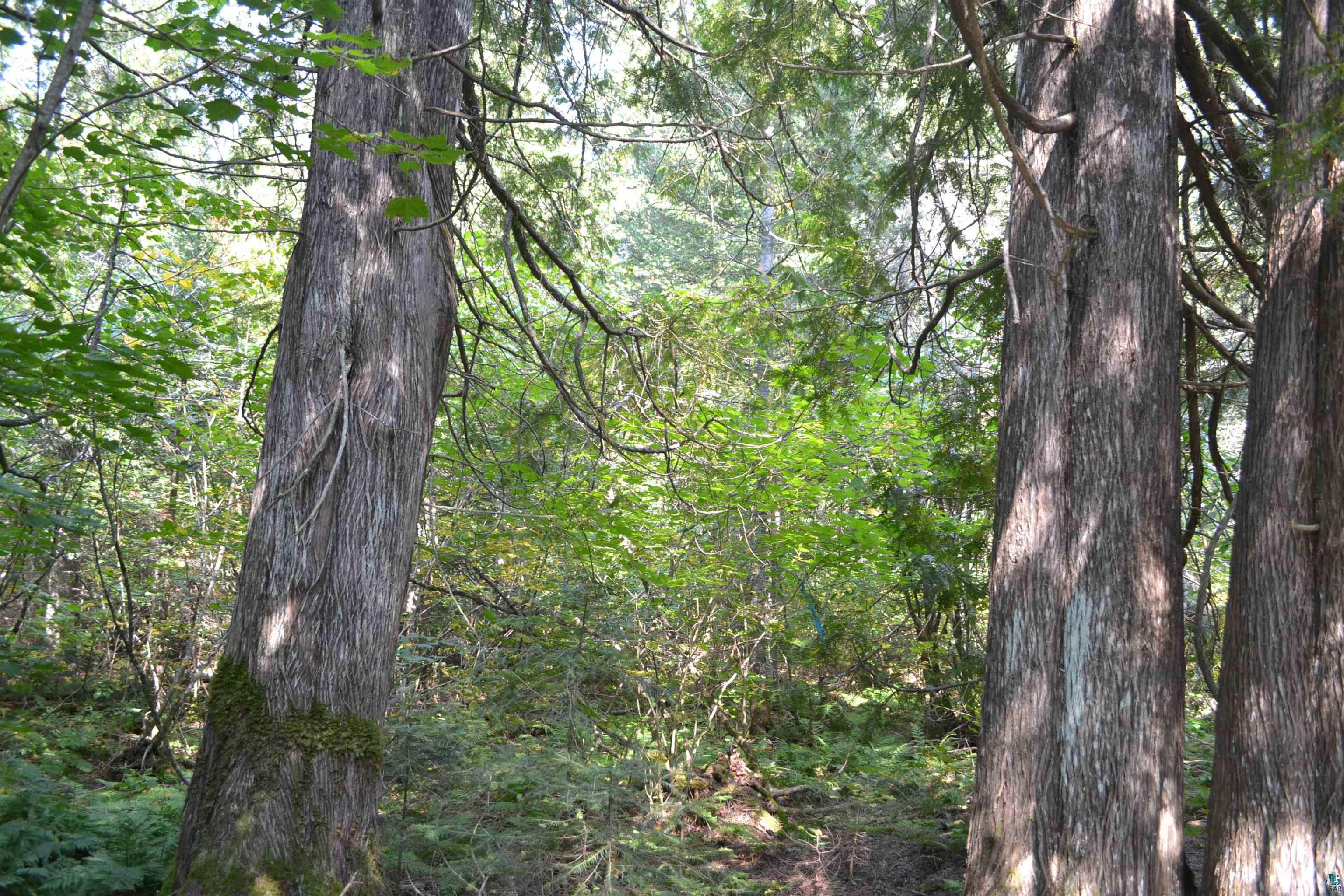 1 X Ward Lake Road Lutsen, MN 55612 - Photo 46 of 50 Gallery Image 46