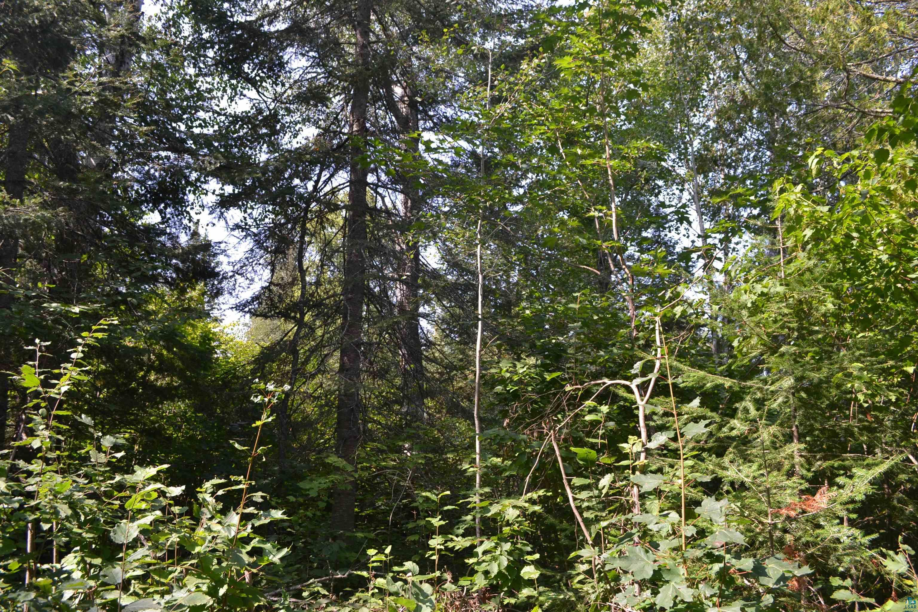 1 X Ward Lake Road Lutsen, MN 55612 - Photo 48 of 50 Gallery Image 48