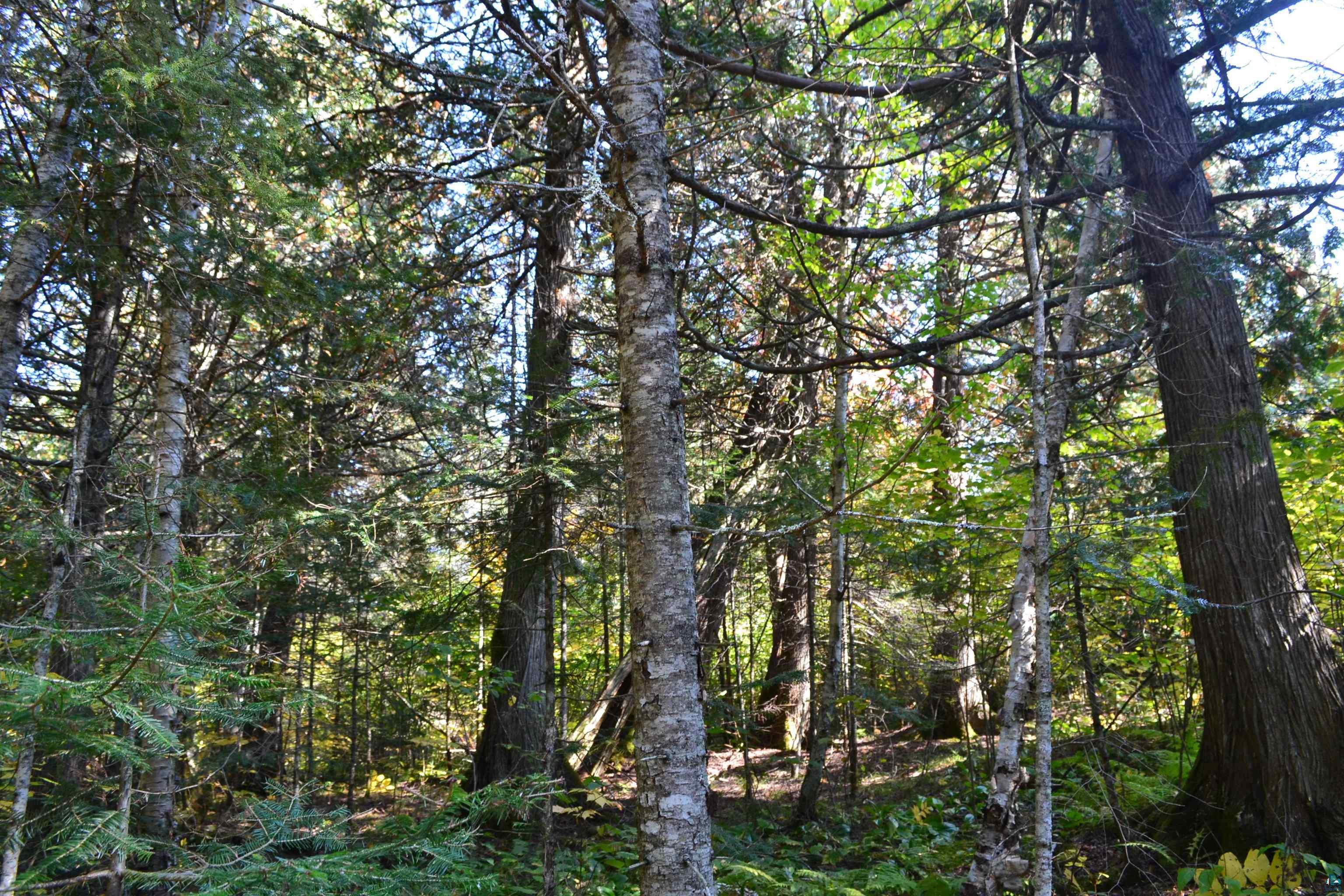 1 X Ward Lake Road Lutsen, MN 55612 - Photo 8 of 50 Gallery Image 8