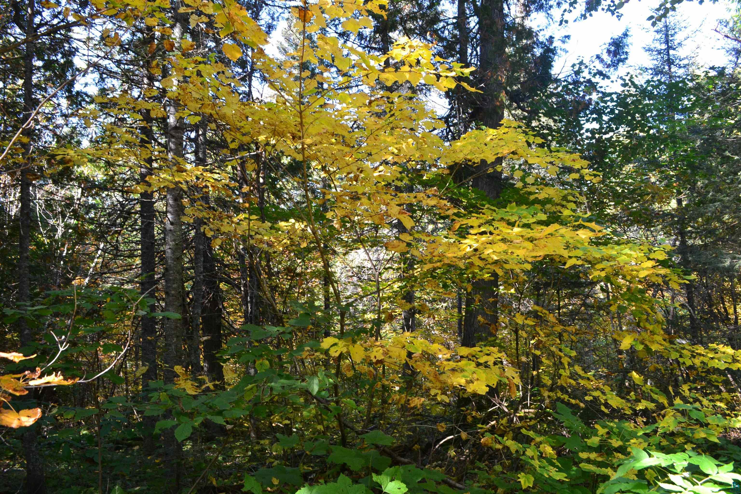 1 X Ward Lake Road Lutsen, MN 55612 - Photo 9 of 50 Gallery Image 9