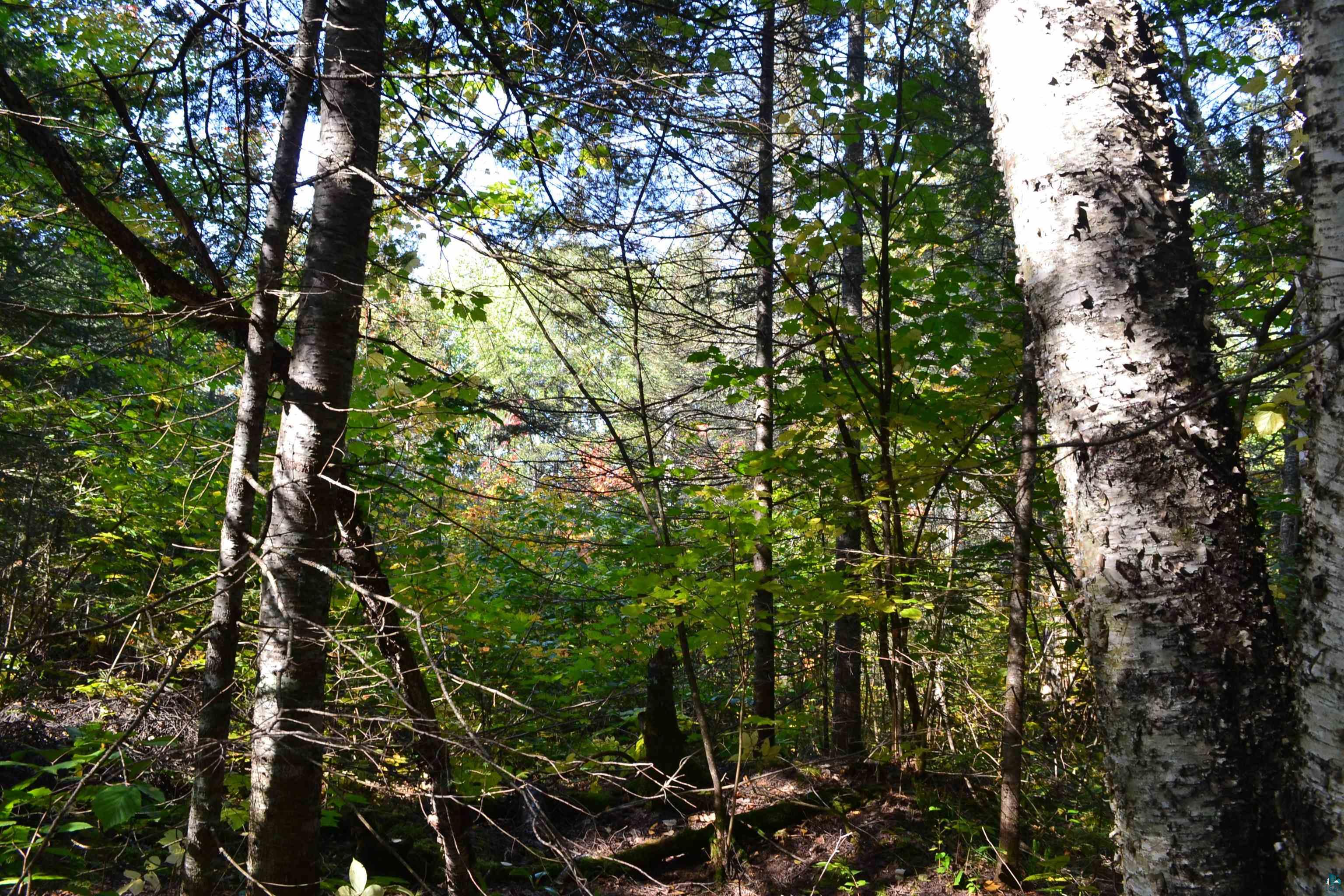 1 X Ward Lake Road Lutsen, MN 55612 - Photo 10 of 50 Gallery Image 10