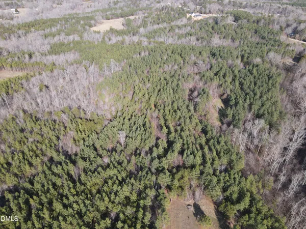 a view of a forest with a lush green forest
