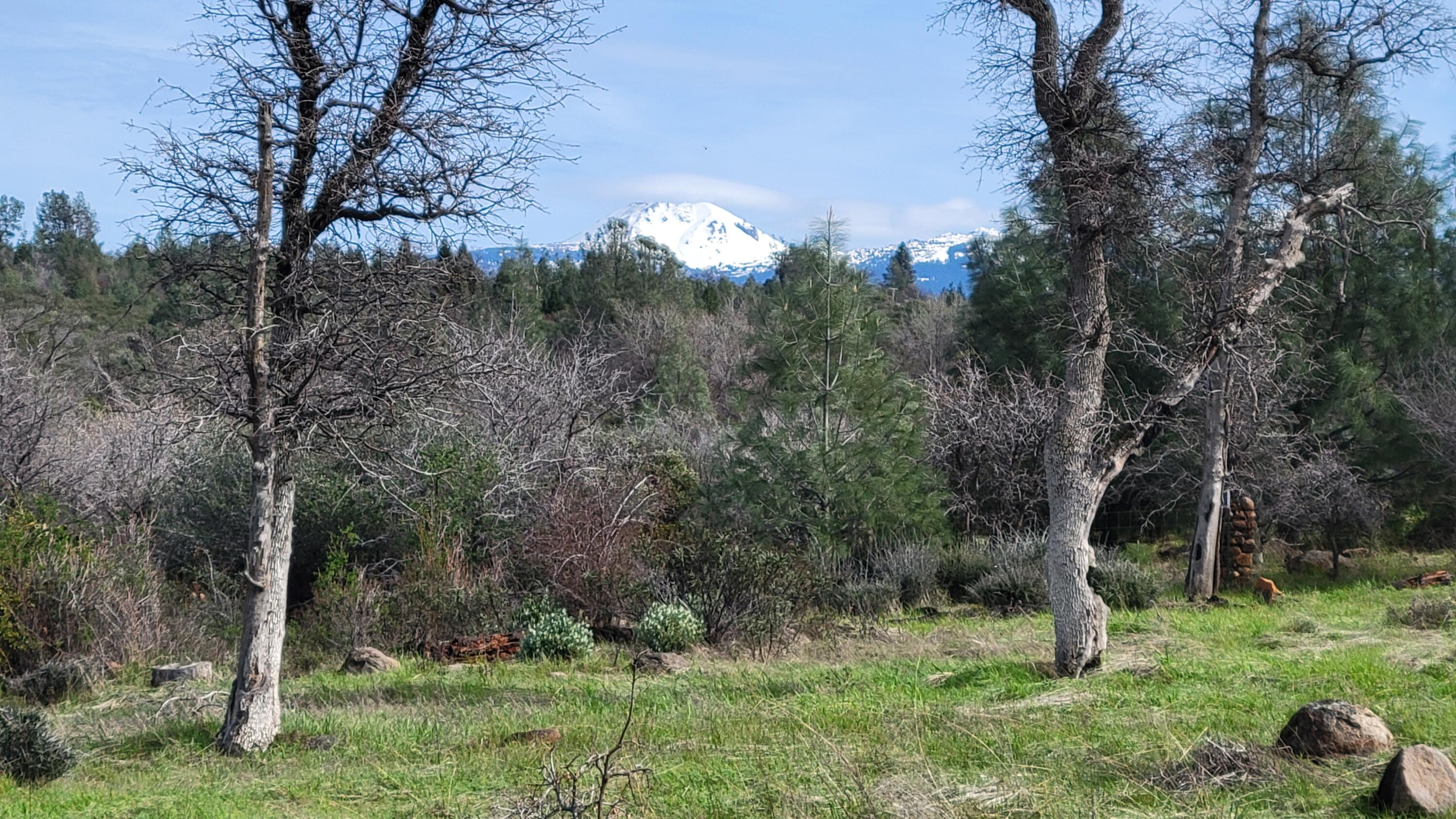 0 Rock Creek Road Manton, CA 96059 - Photo 13 of 13 a view of a big yard with large trees