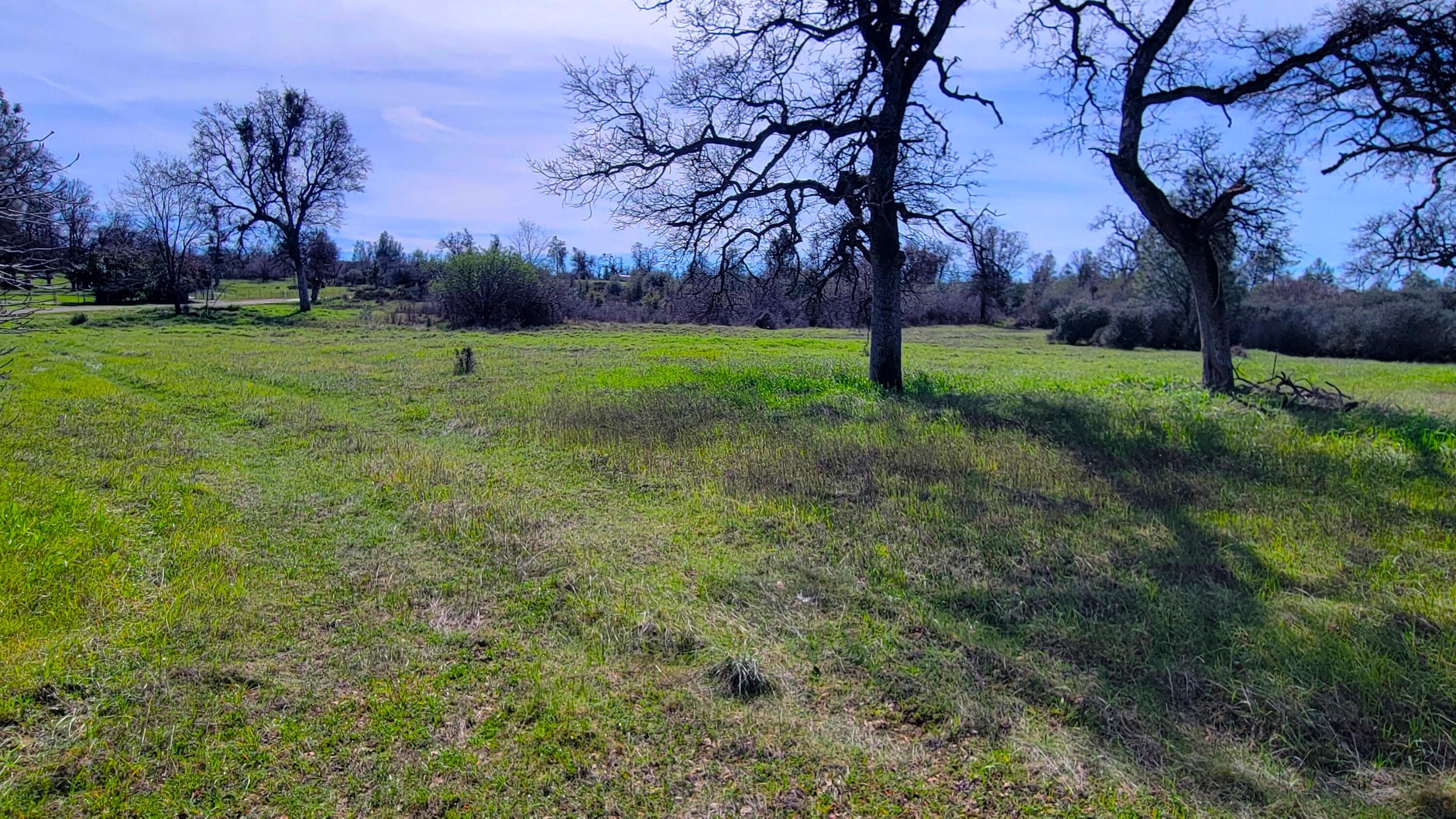 0 Rock Creek Road Manton, CA 96059 - Photo 4 of 13 a view of a trees with a yard