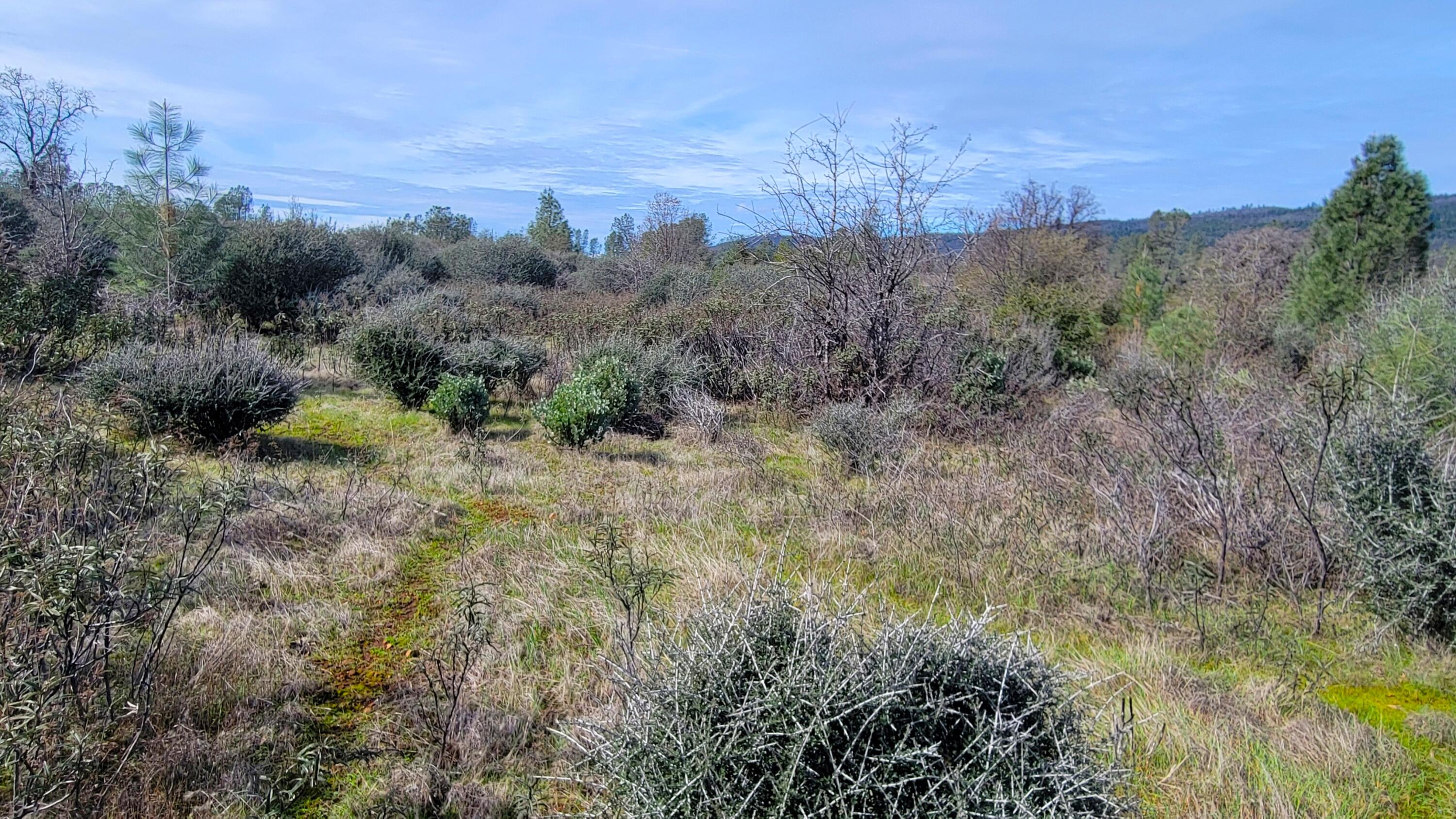 0 Rock Creek Road Manton, CA 96059 - Photo 9 of 13 a view of a forest with a mountain in the background