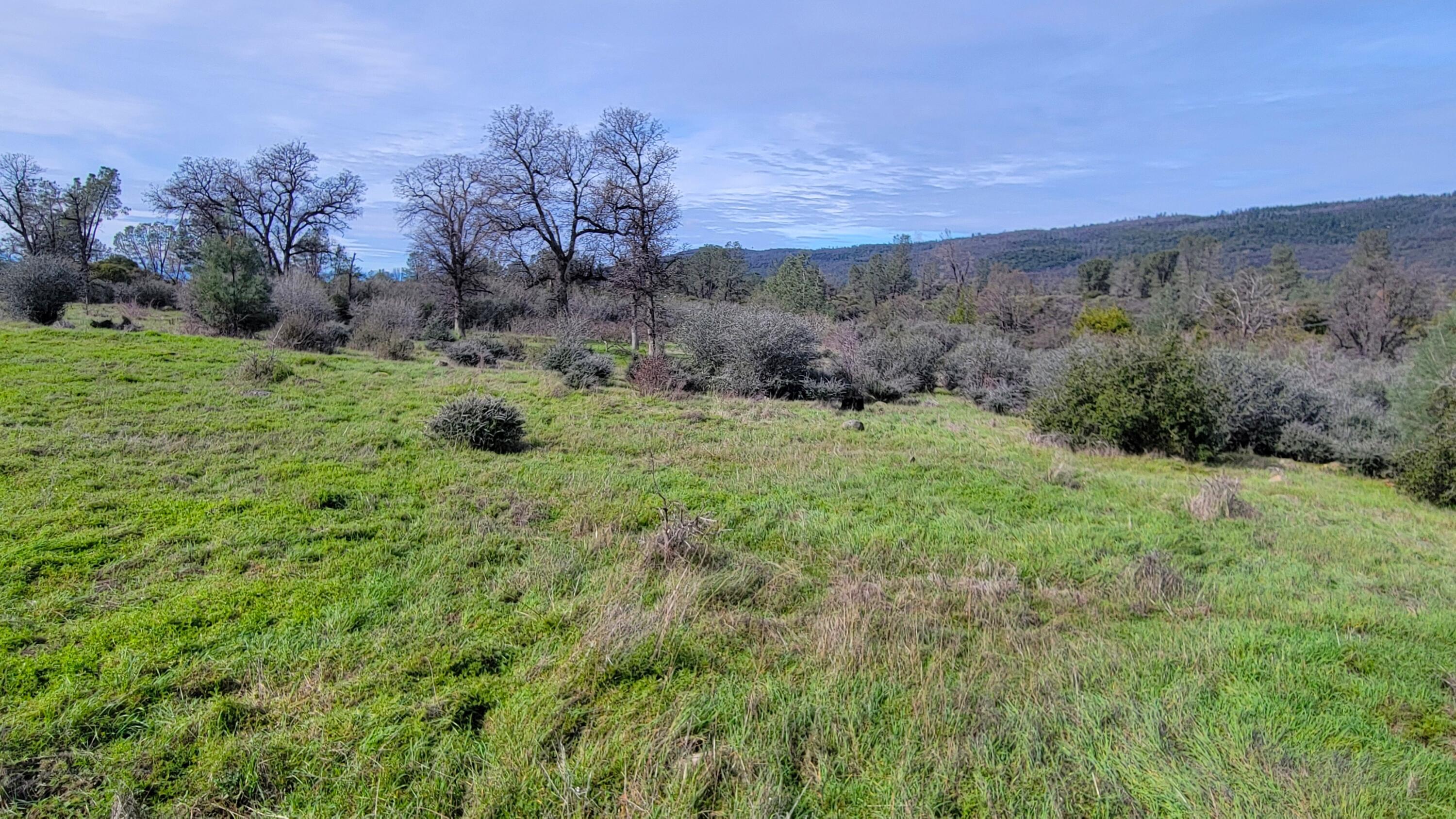 0 Rock Creek Road Manton, CA 96059 - Photo 10 of 13 a view of a lush green space