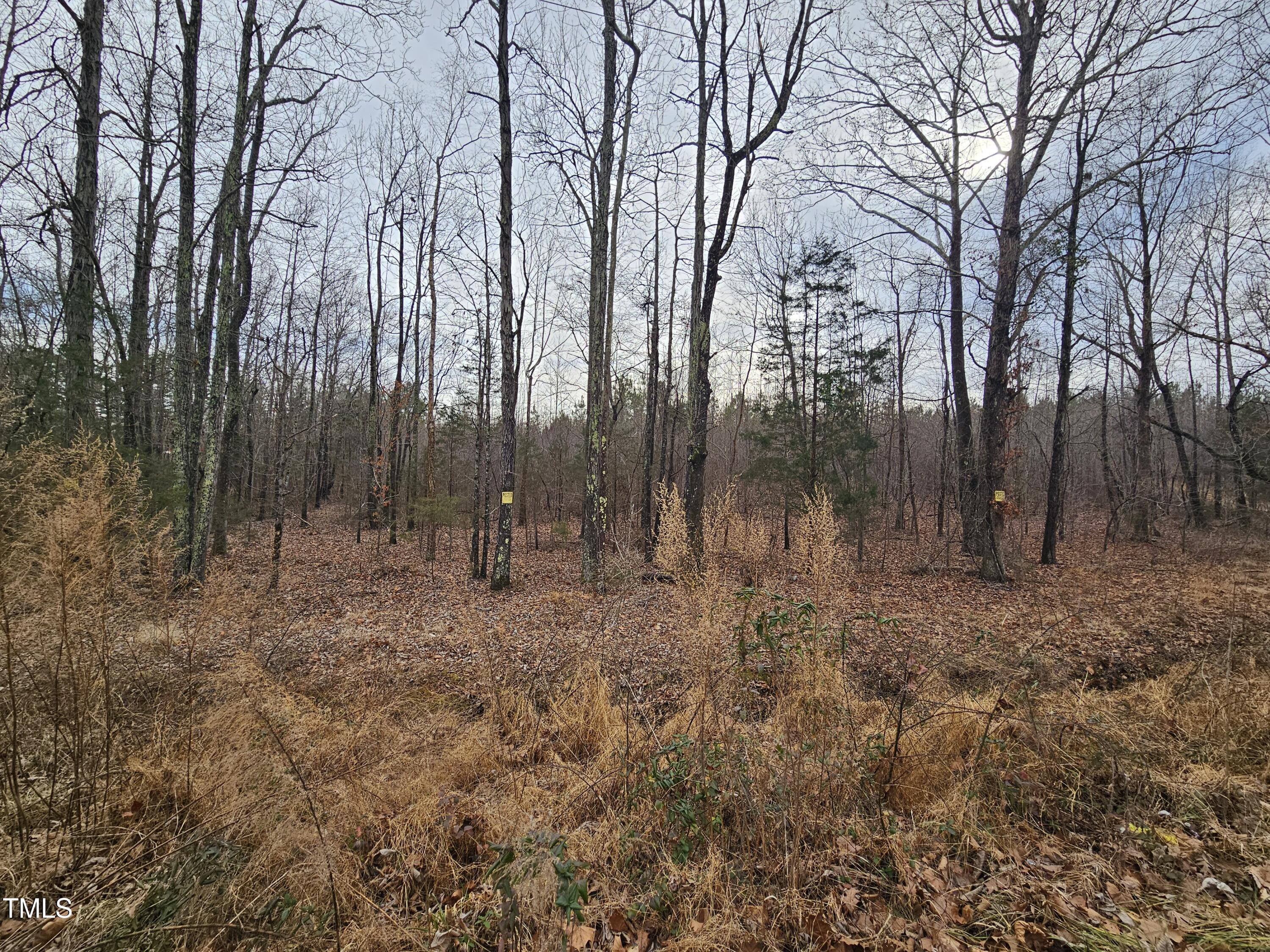 a view of a forest with trees in the background