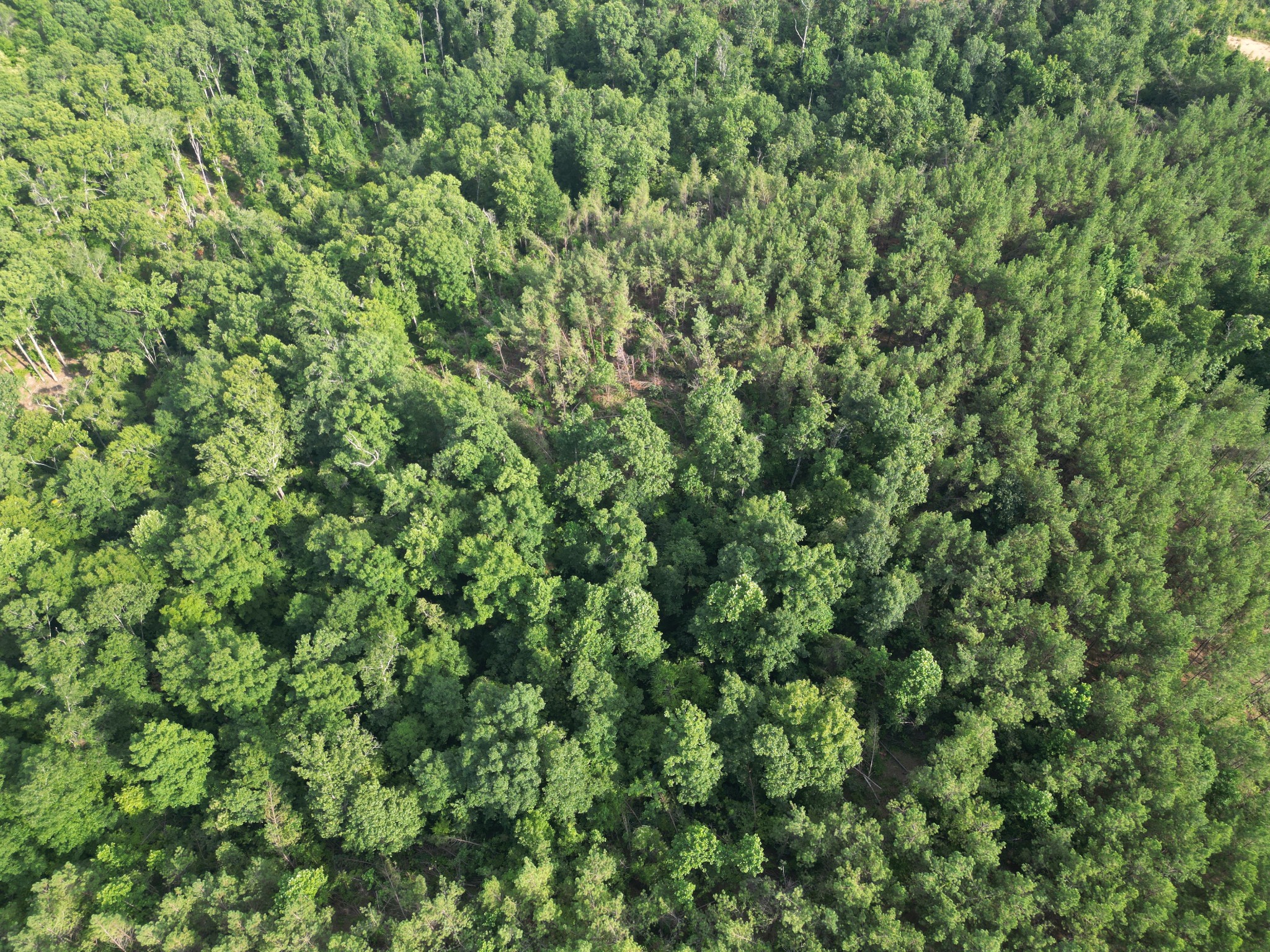 0 Toll Hollow Road Waynesboro, TN 38485 - Photo 30 of 43