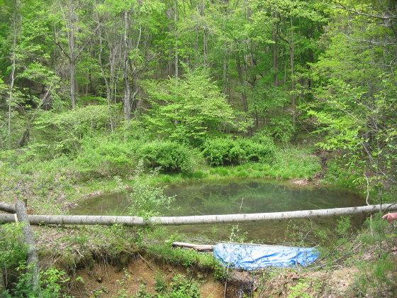 999 Hatcher Road Jumping Branch, WV 25969 - Photo 8 of 16 Gallery Image 8