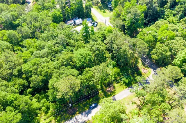 a view of a forest with a tree