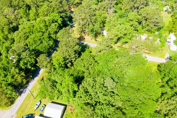 a view of a big yard with plants and large trees