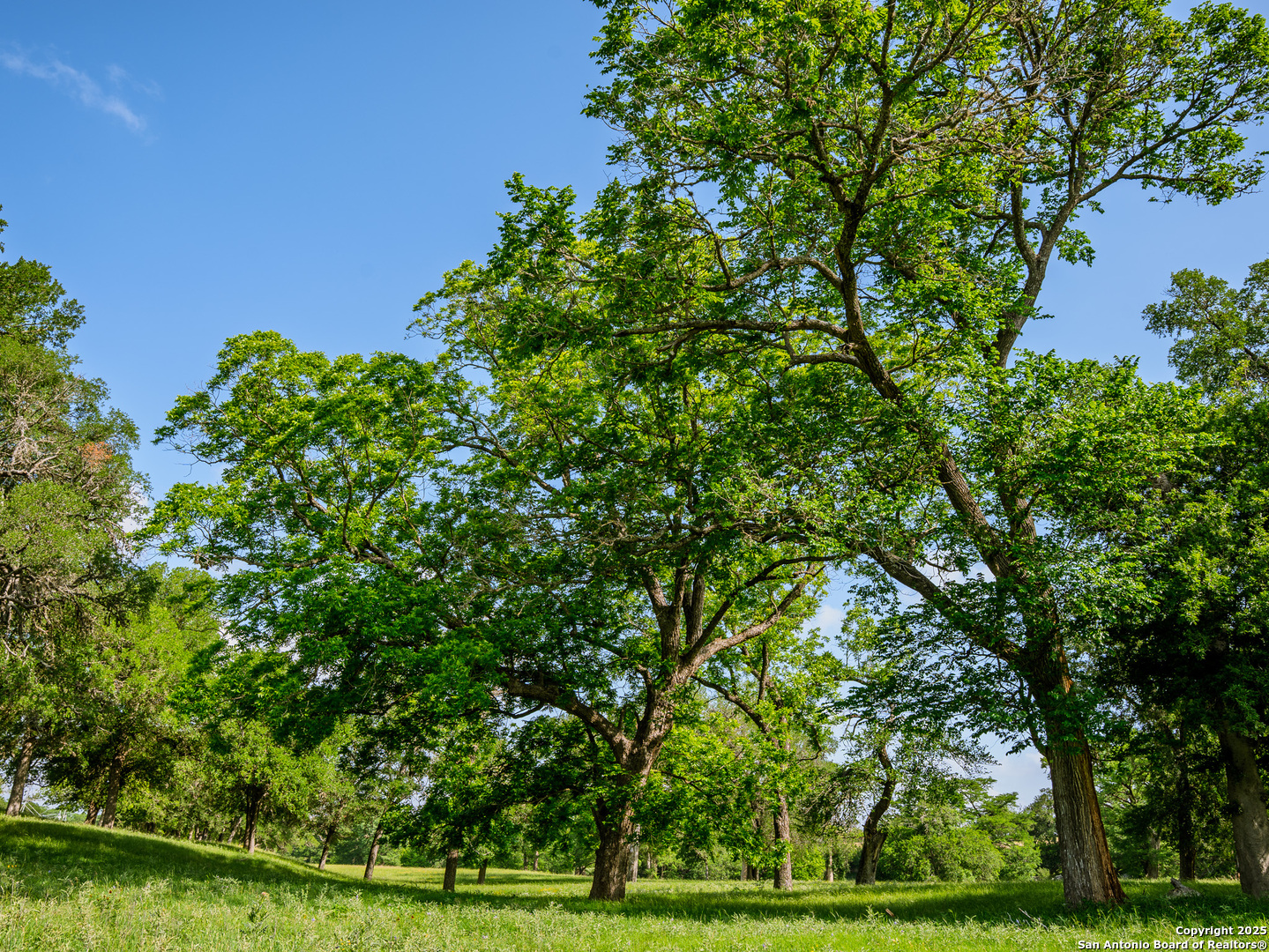 Lot1 Cosper Comfort, TX 78013 - Photo 12 of 48 a view of a yard with plants