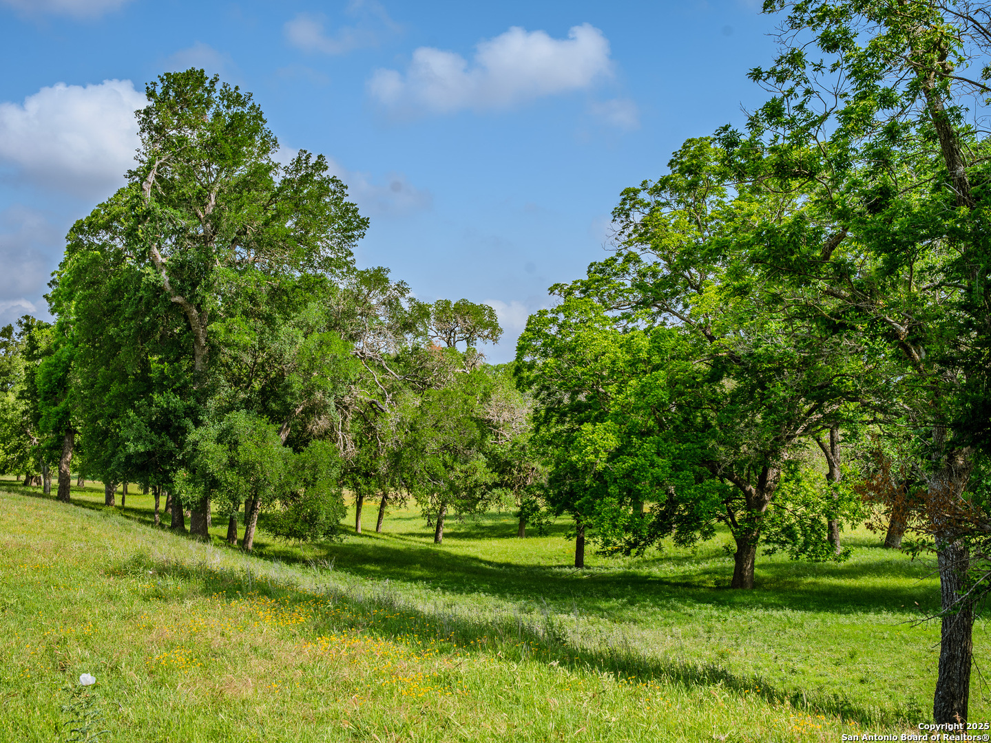 Lot1 Cosper Comfort, TX 78013 - Photo 13 of 48 a huge green field with lots of bushes