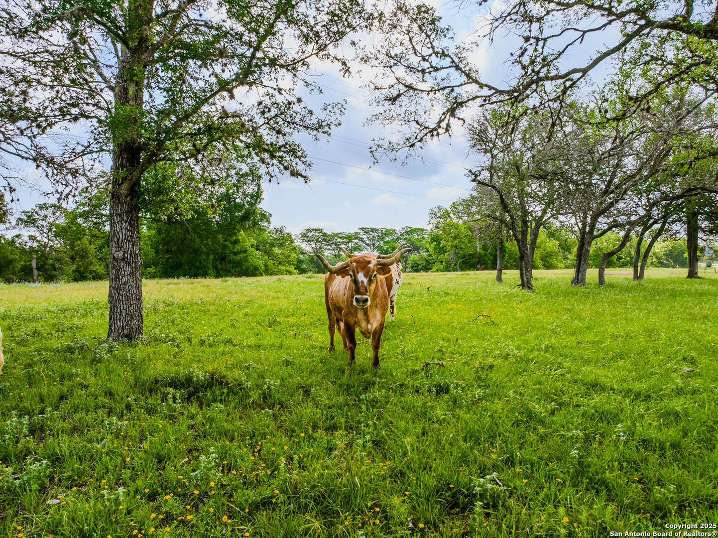 Lot1 Cosper Comfort, TX 78013 - Photo 15 of 48 a view of a park with large trees