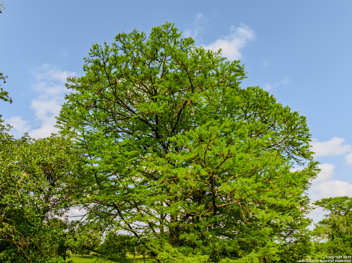 Lot1 Cosper Comfort, TX 78013 - Photo 32 of 48 a backyard of a house with lots of green space