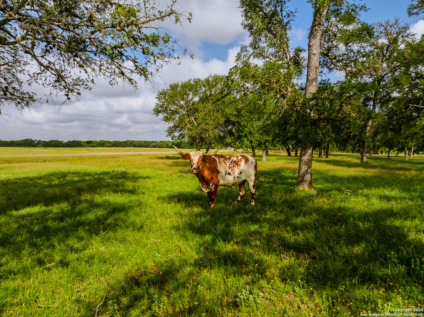 Lot1 Cosper Comfort, TX 78013 - Photo 4 of 48 a view of an outdoor space and yard