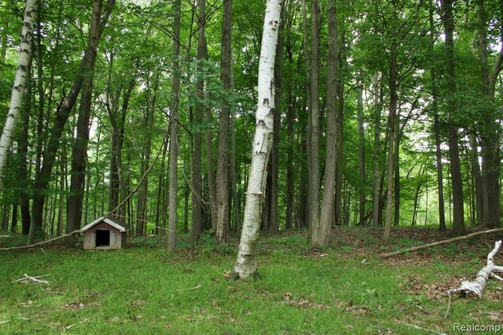 1763 Birch Road Attica, MI 48412 - Photo 90 of 91 2G9A1216 2.jpg