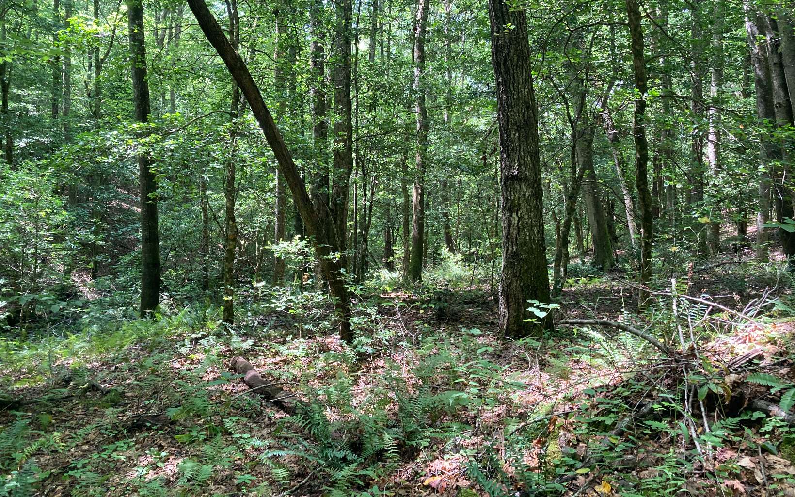 Additional View