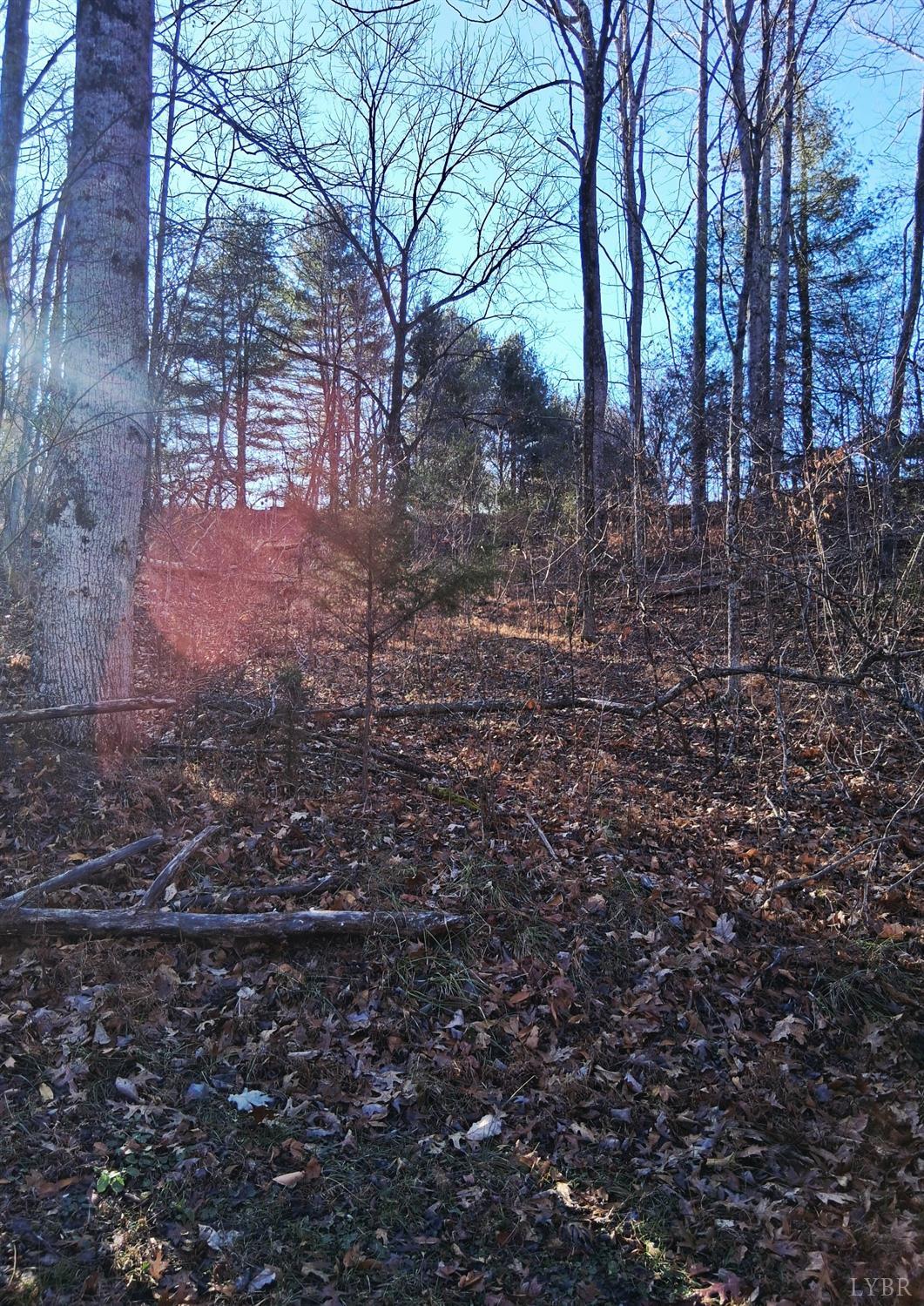 a view of a yard with trees