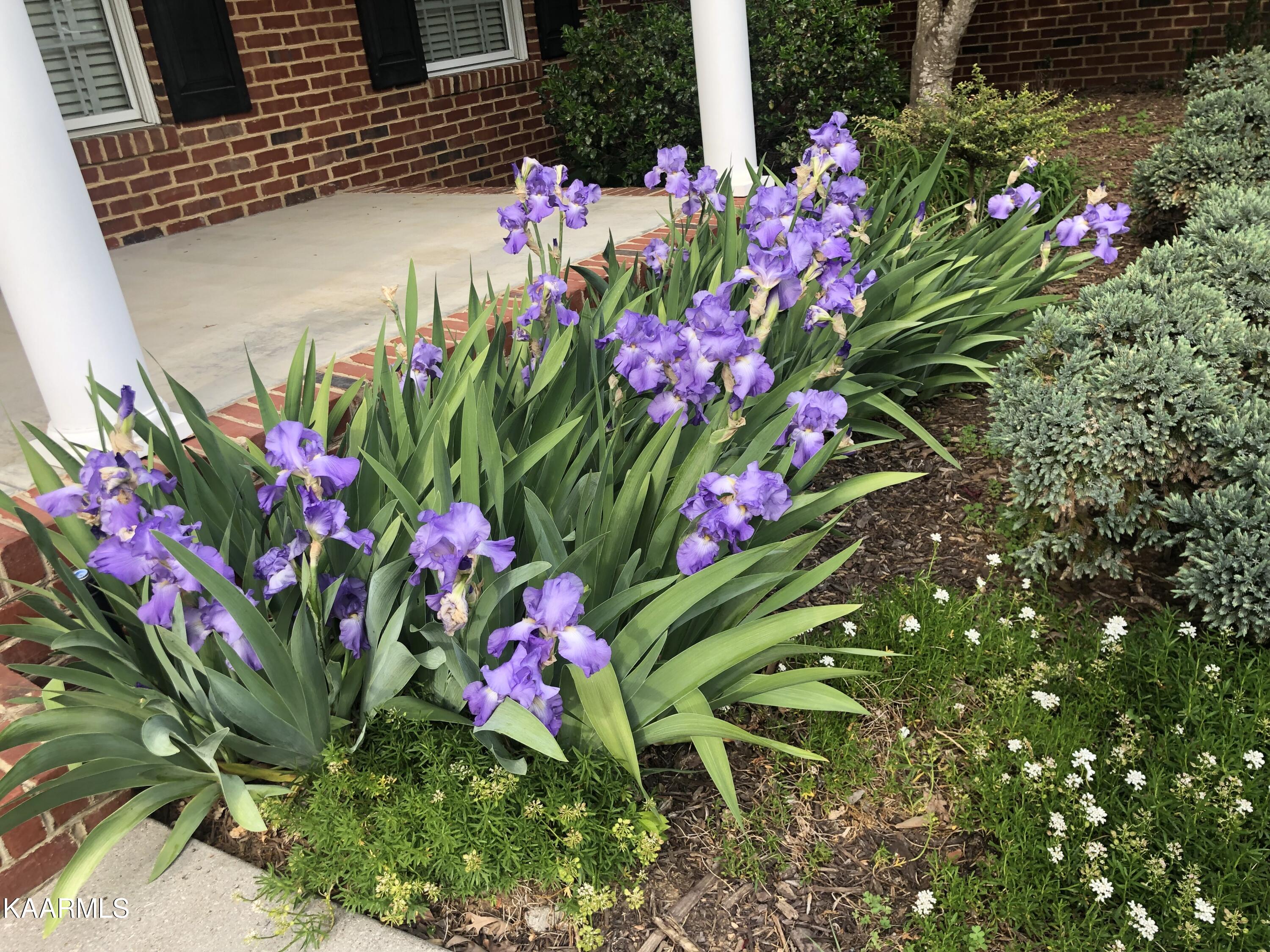 205 Connors Circle Oak Ridge, TN 37830 - Photo 41 of 42 Irises In Bloom (2)