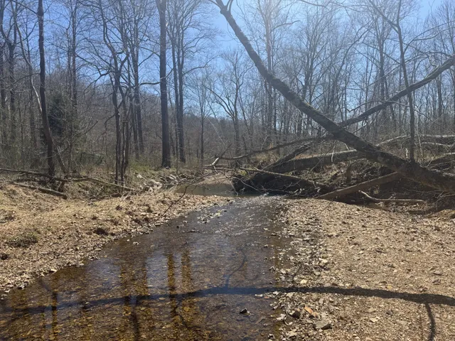 a view of a forest with trees