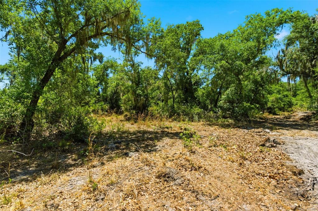 19084 Red Bird Lane, Unit LOT 4 Lithia, FL 33547 - Photo 7 of 18 a view of a yard with plants and trees