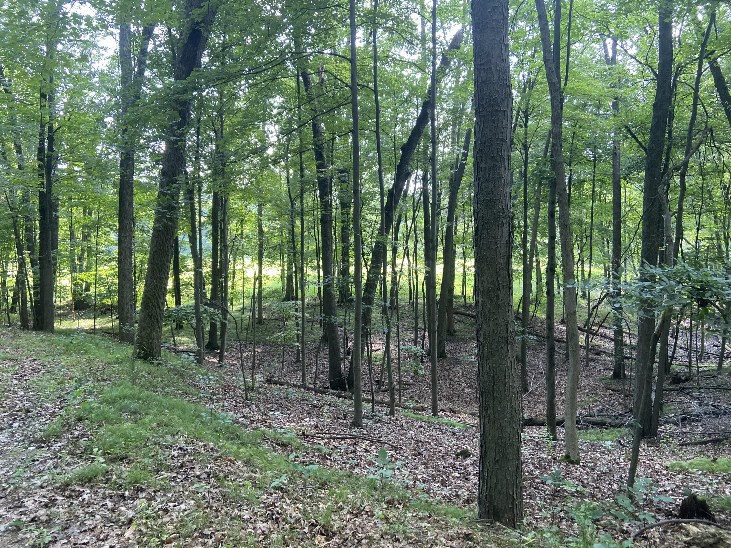 Tbd Hough Road Dryden, MI 48428 - Photo 1 of 7 Hough-Road-12-Pic-3-scaled