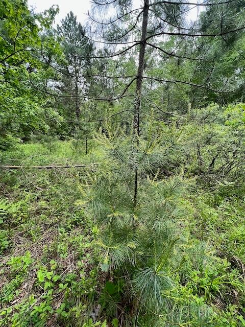 Ray Road Mio, MI 48647 - Photo 23 of 30 Gallery Image 23