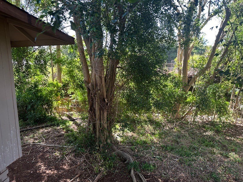 4914 D Hekili Road Kapaa, HI 96746 - Photo 10 of 17 a view of a trees in a yard